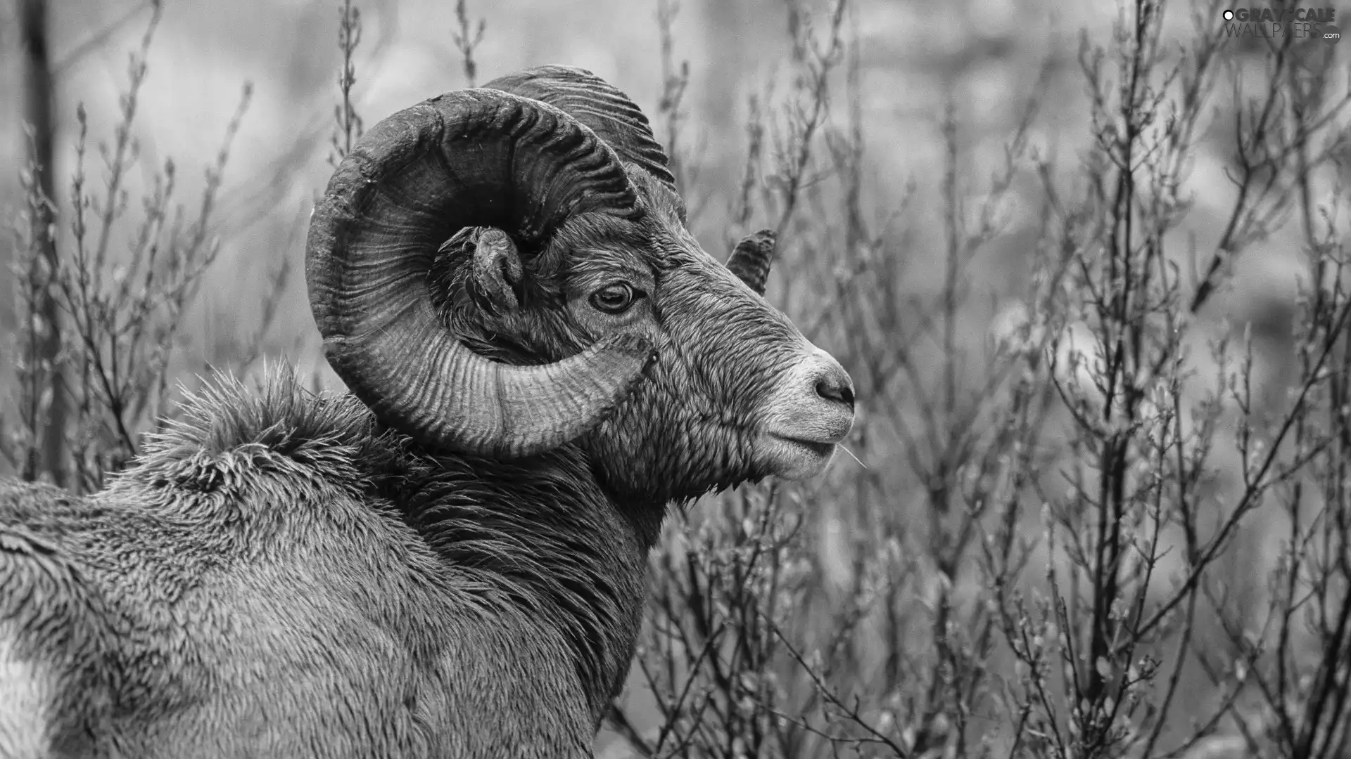mouflon