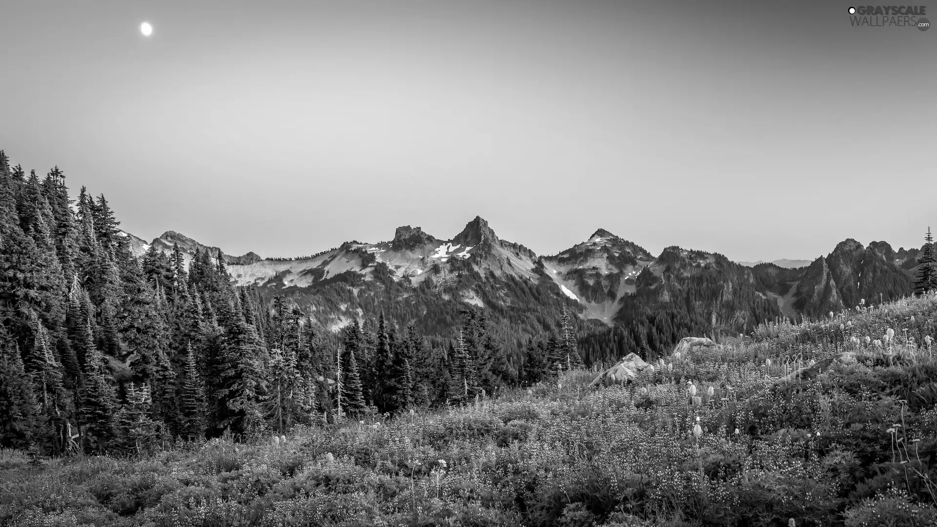 Flowers, Mountains, trees, Washington State, viewes, Mount Rainier National Park, moon, The United States, lupine, Meadow