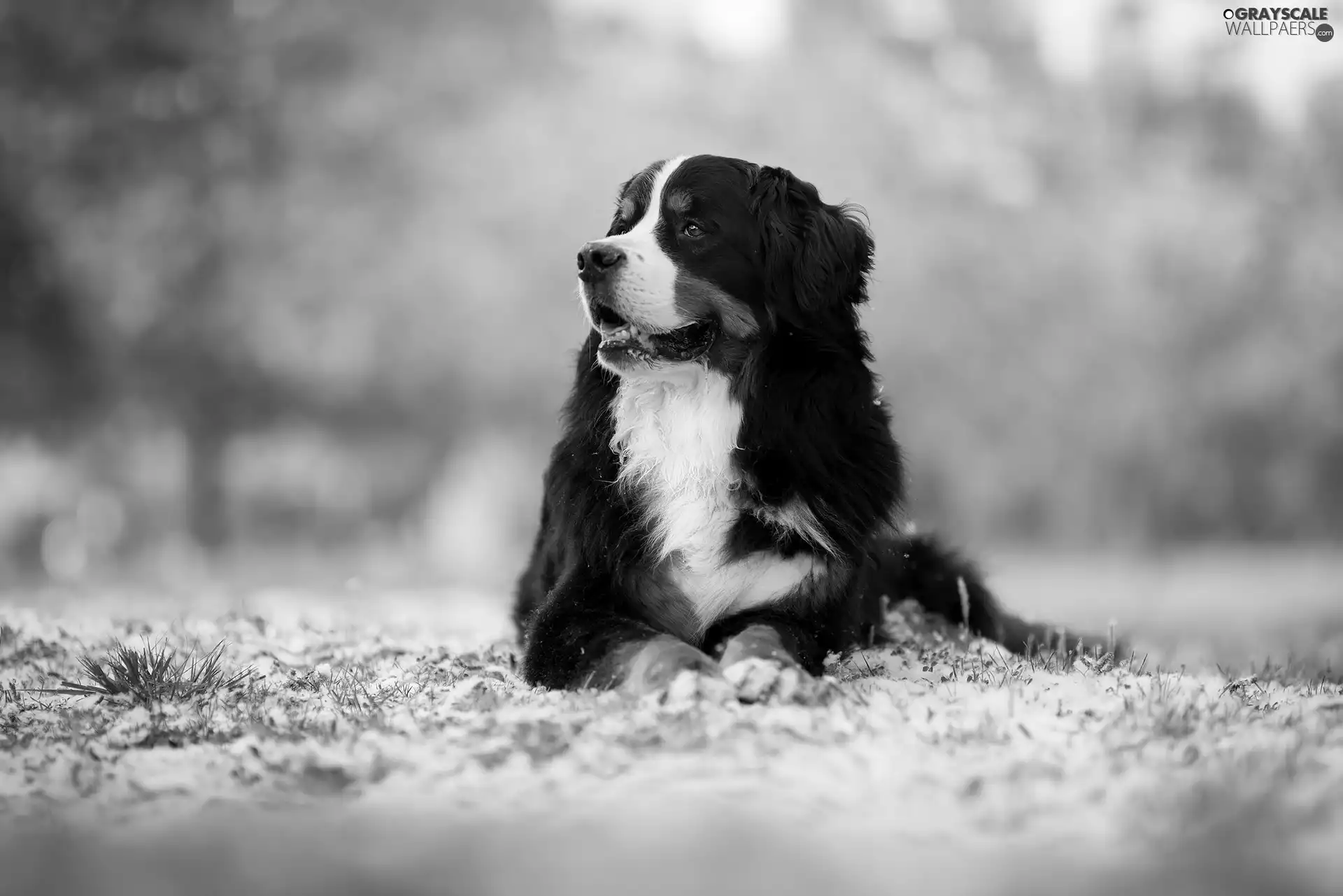 Bernese Mountain Dog, lying, dog