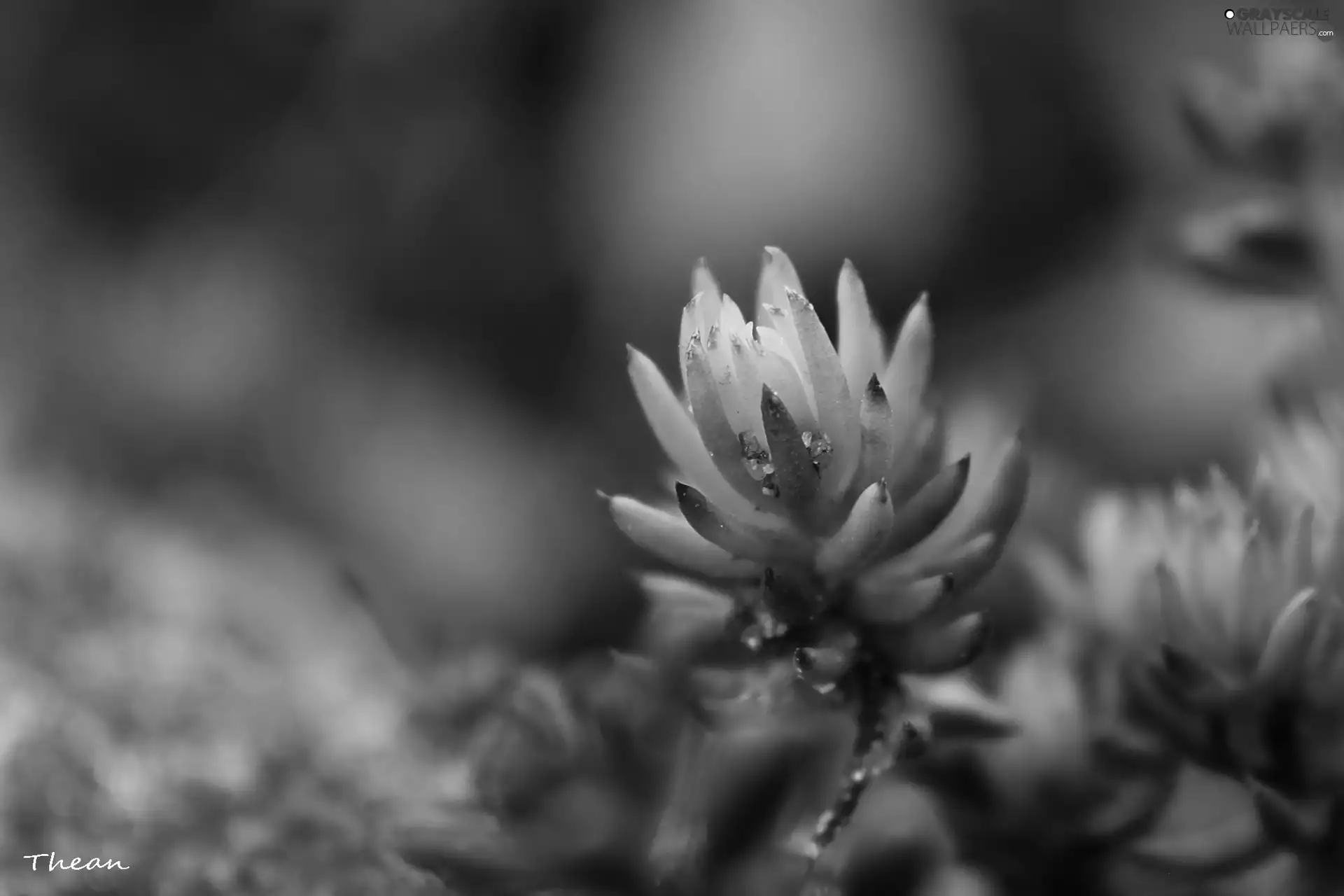 plant, Mountain