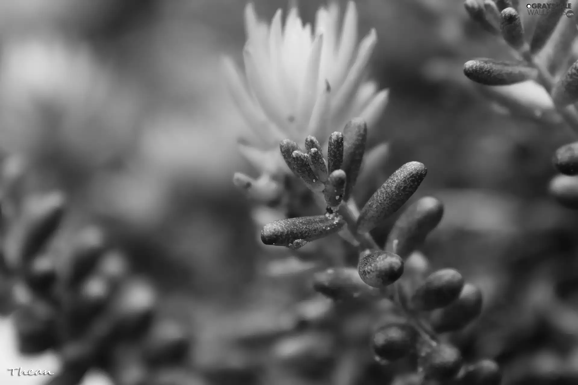 plant, Mountain