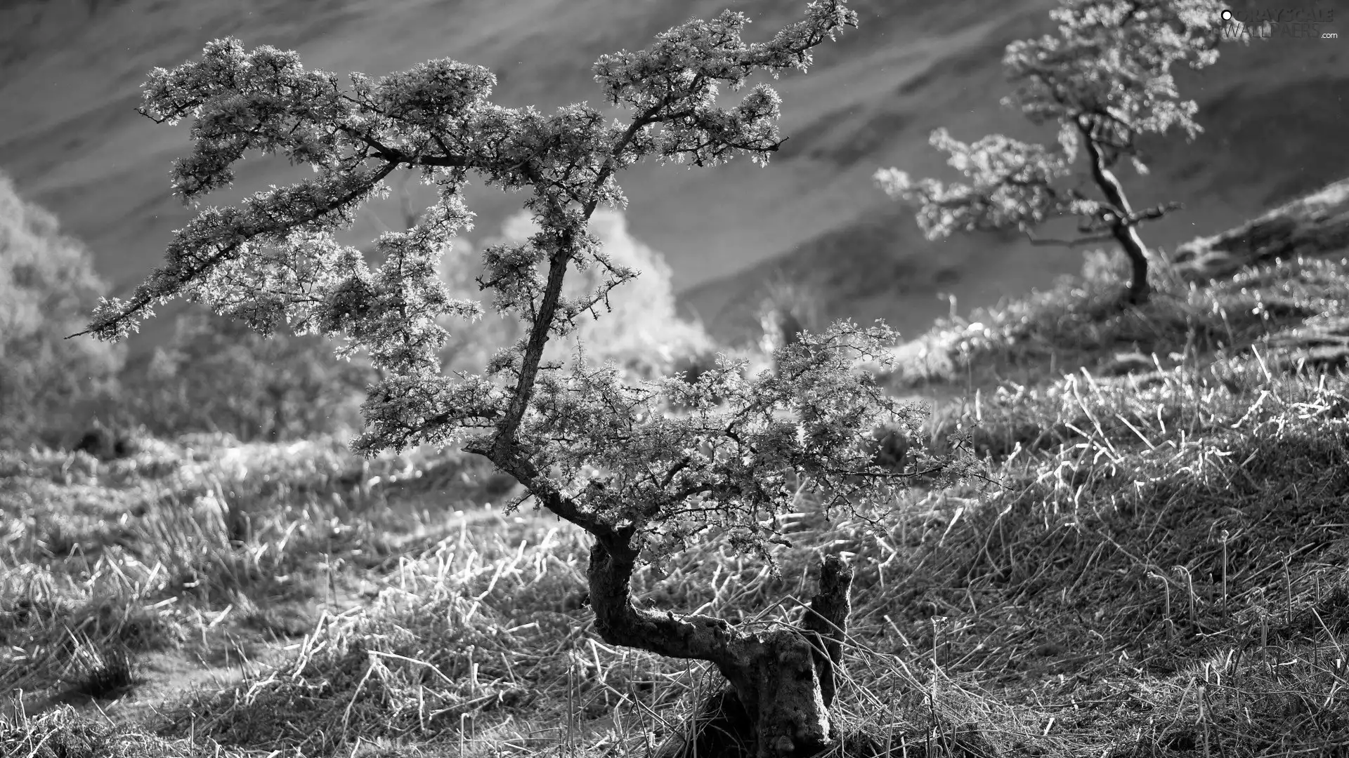 Plants, mountain