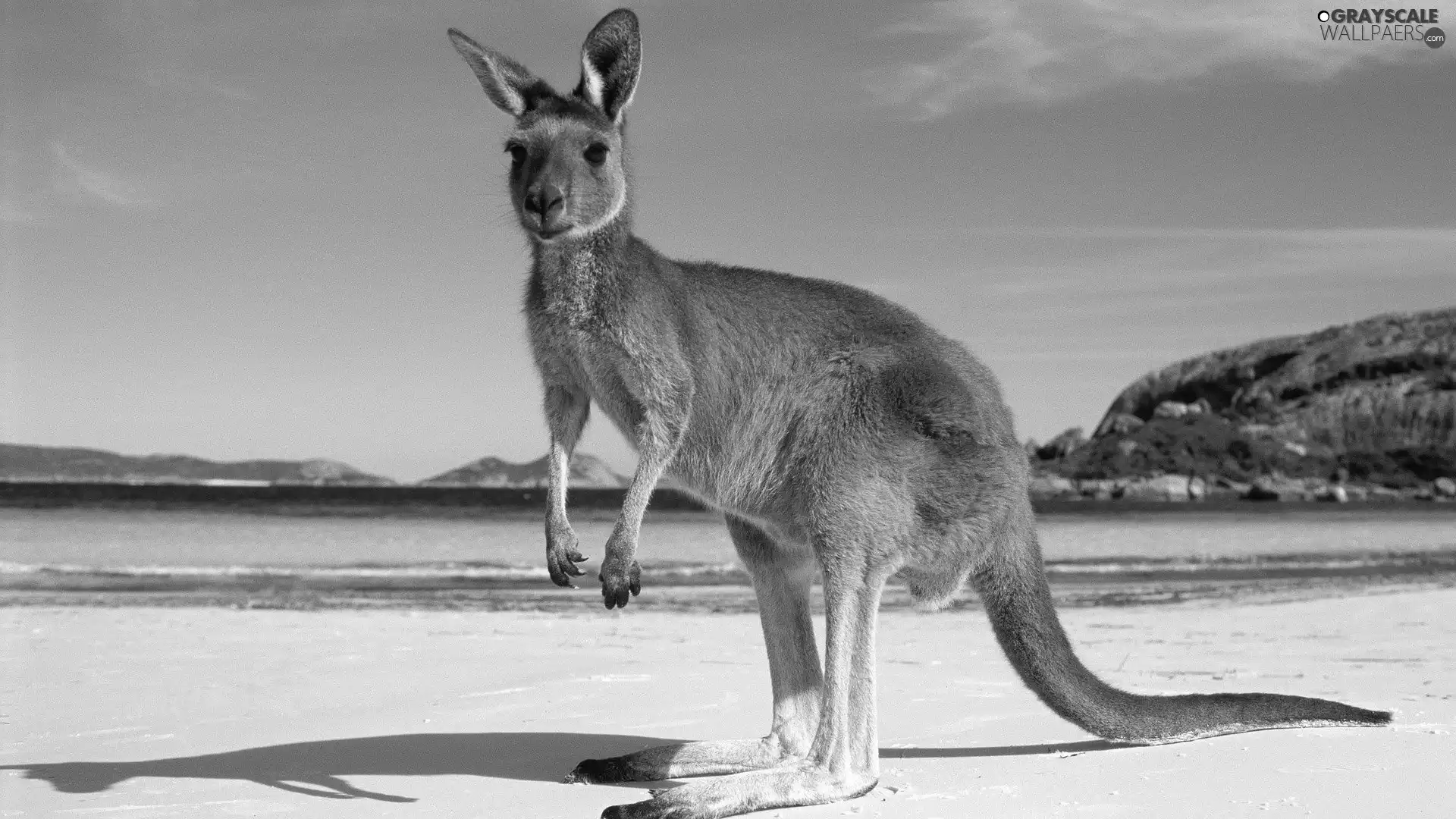 Mountains, Australia, sea, Beaches, kangaroo