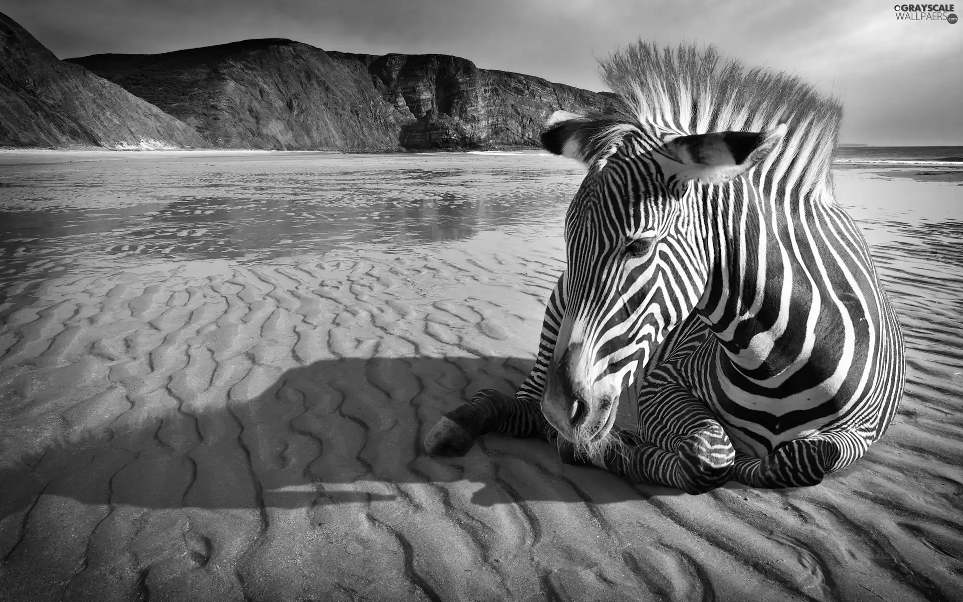 Mountains, Zebra, Beaches