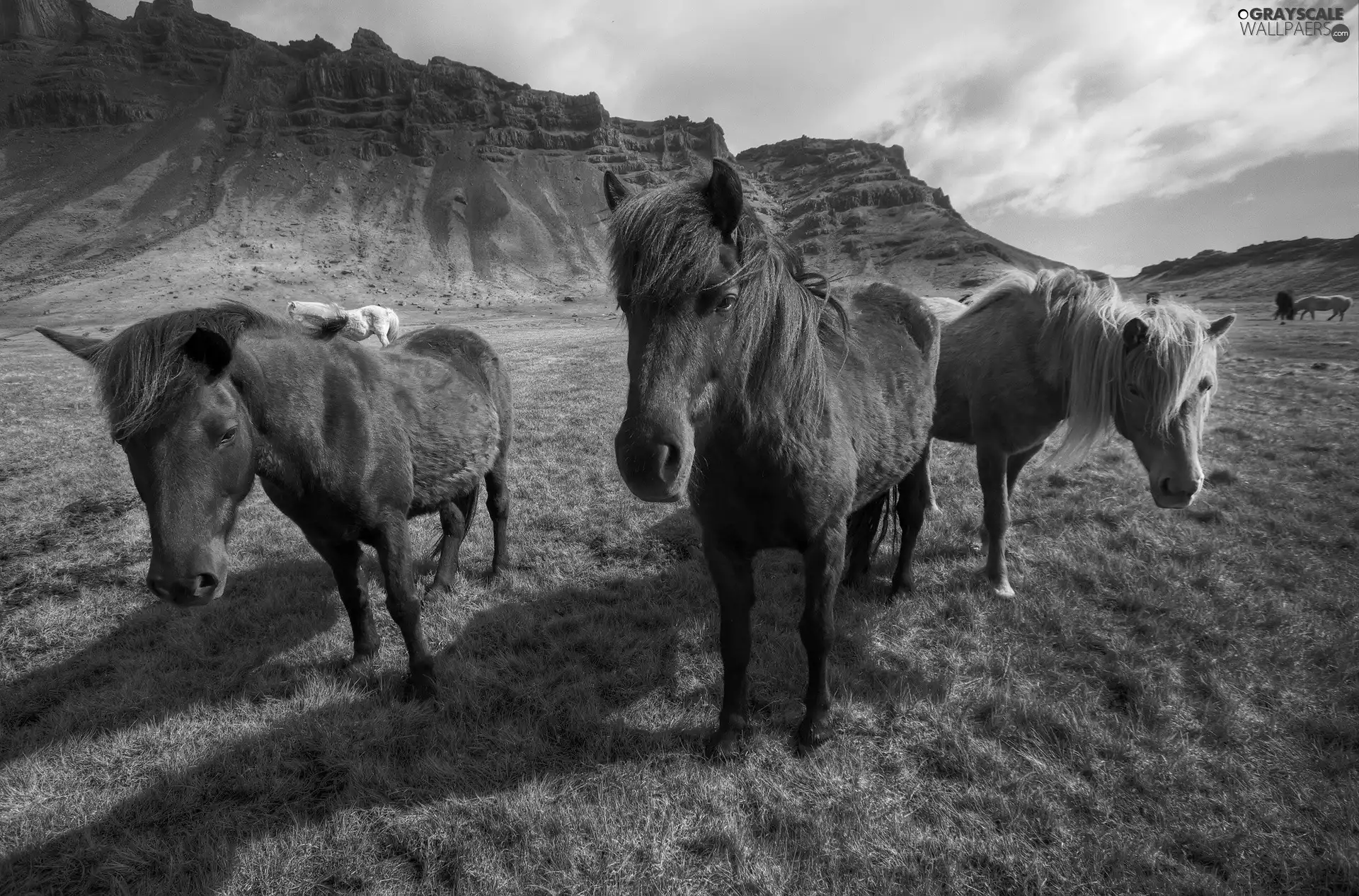 Mountains, Meadow, bloodstock