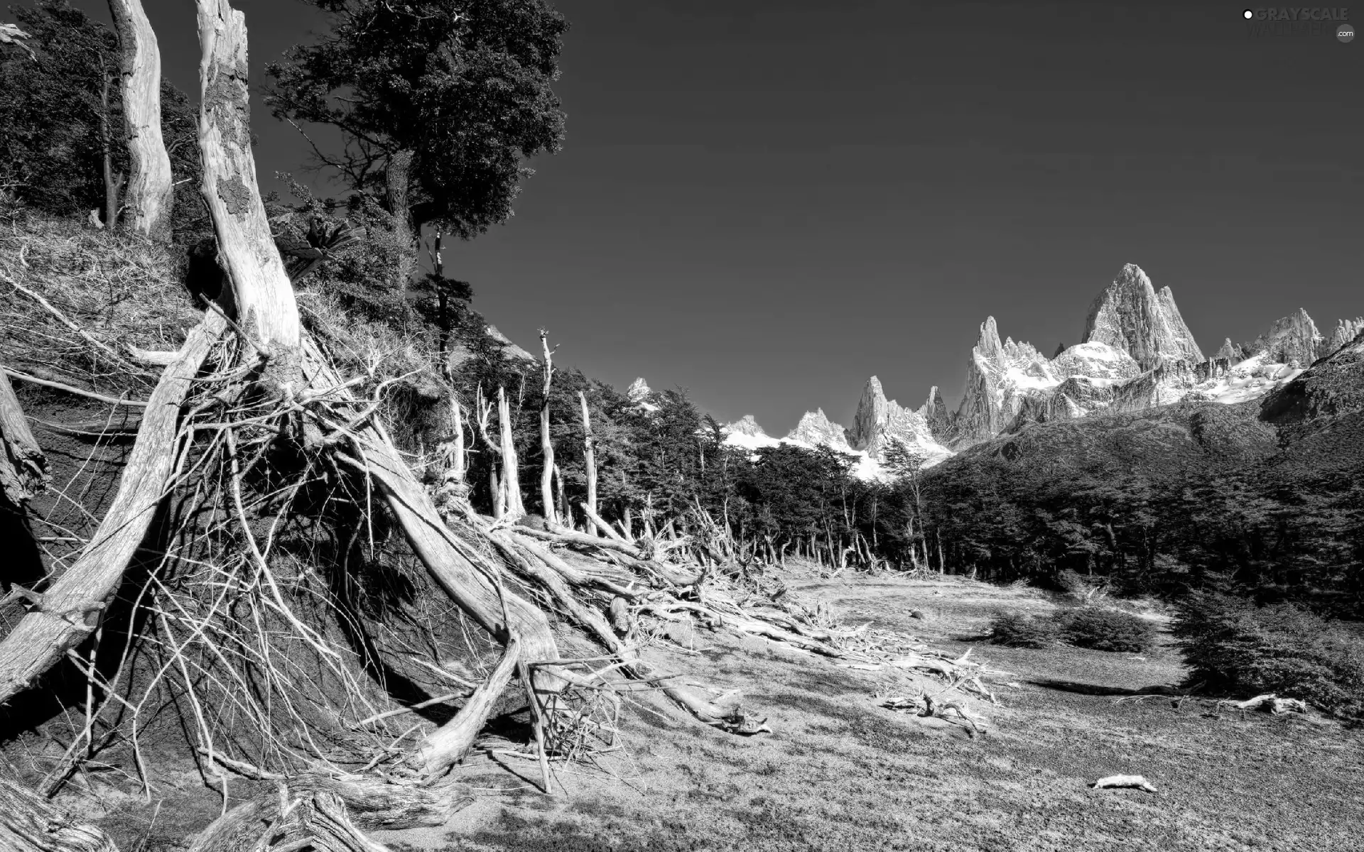 branches, forest, Mountains, trees