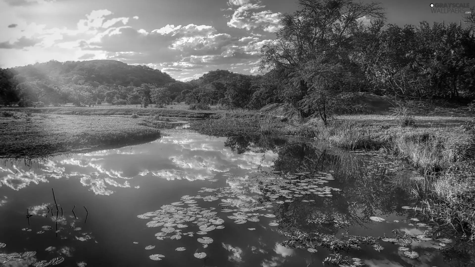 trees, viewes, Meadow, Mountains, Pond - car