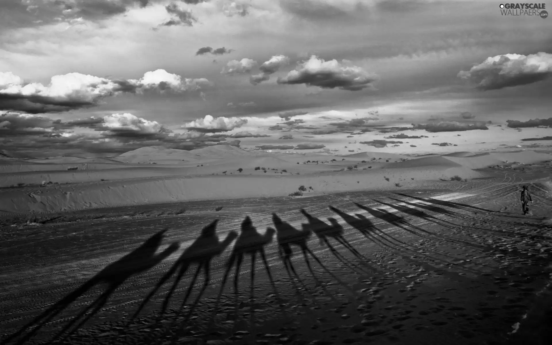 Mountains, clouds, shadow, Camels, Desert