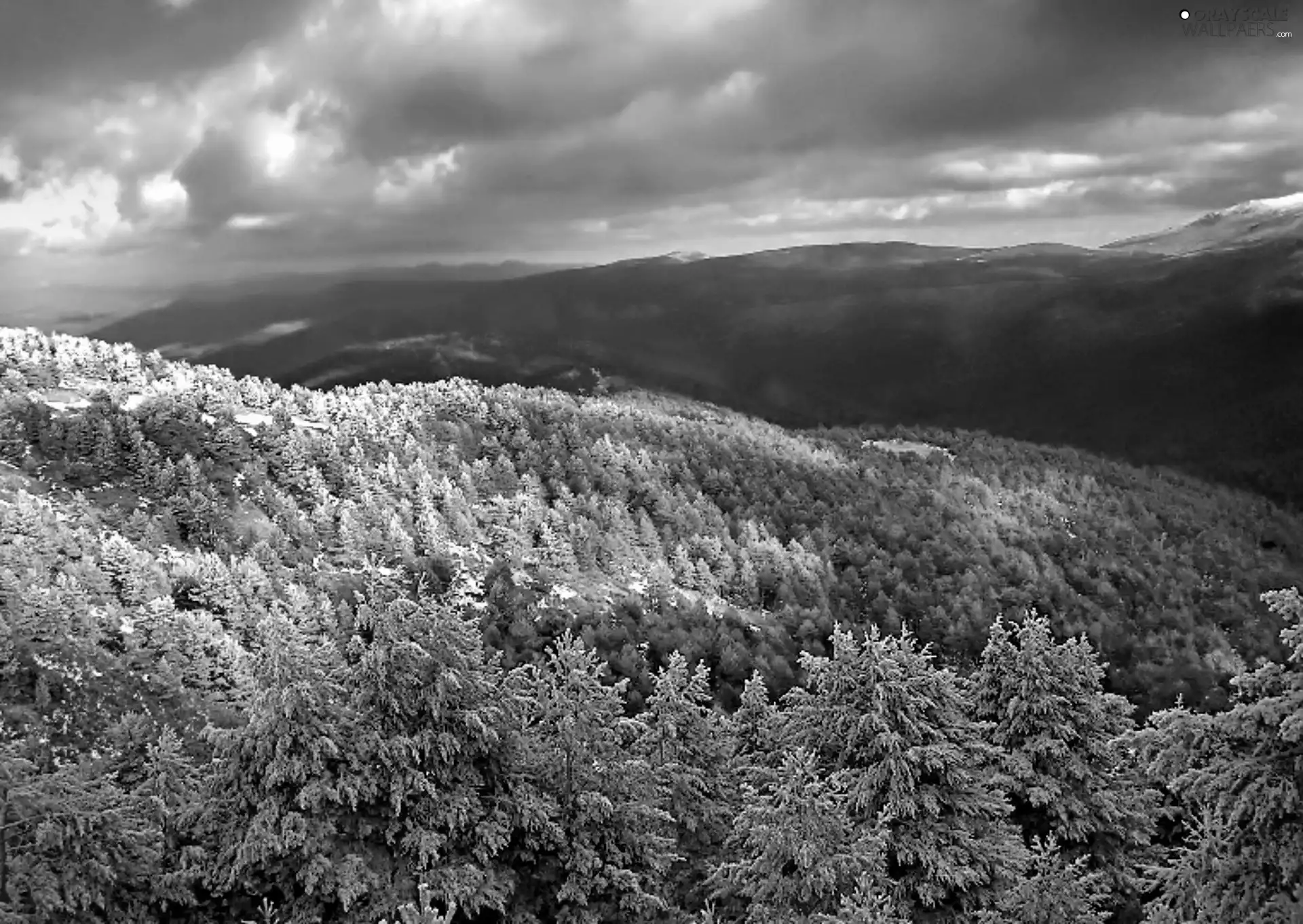 trees, forest, Mountains, clouds, viewes, color