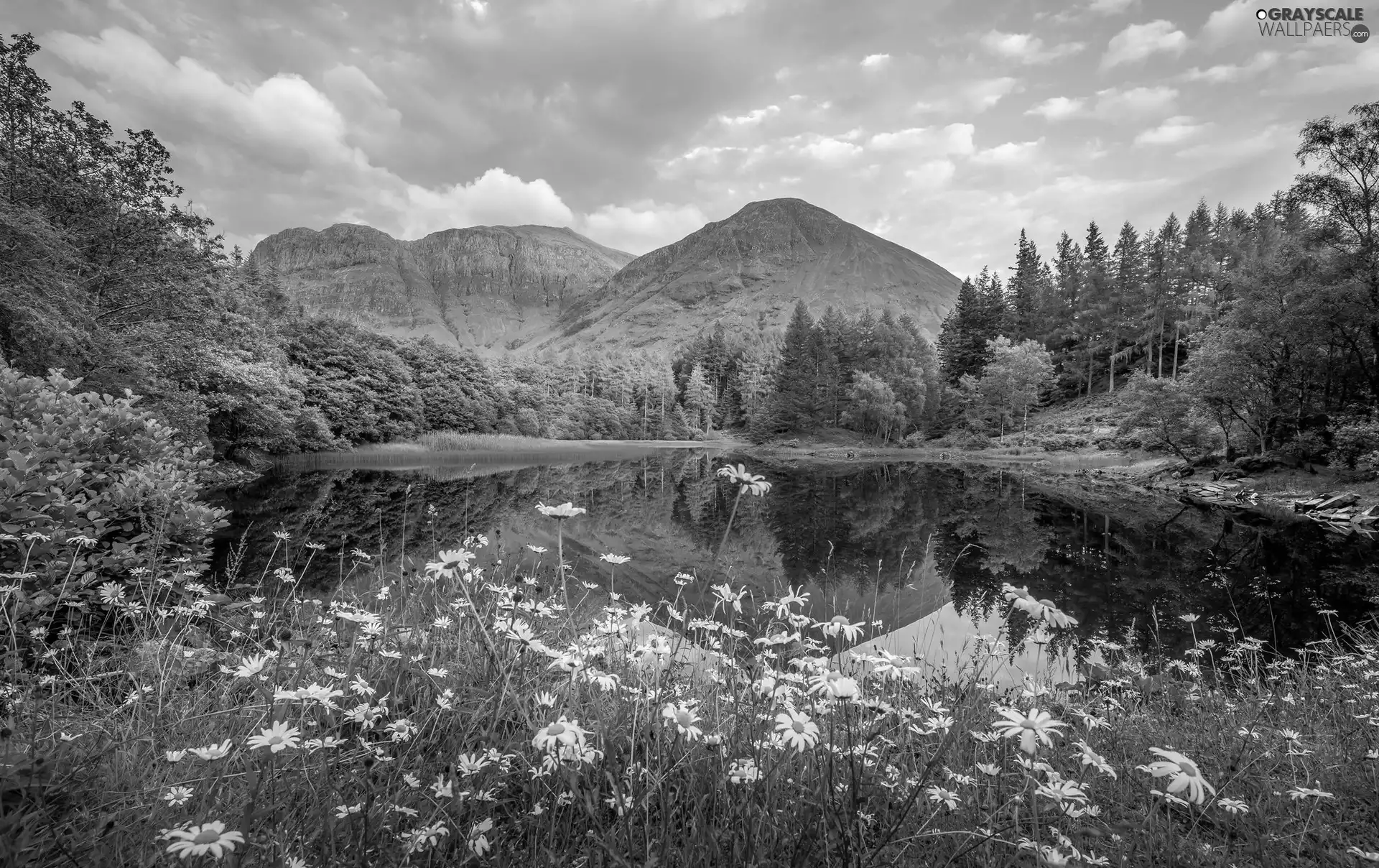 Mountains, forest, viewes, reflection, Flowers, Meadow, trees, summer, clouds, lake