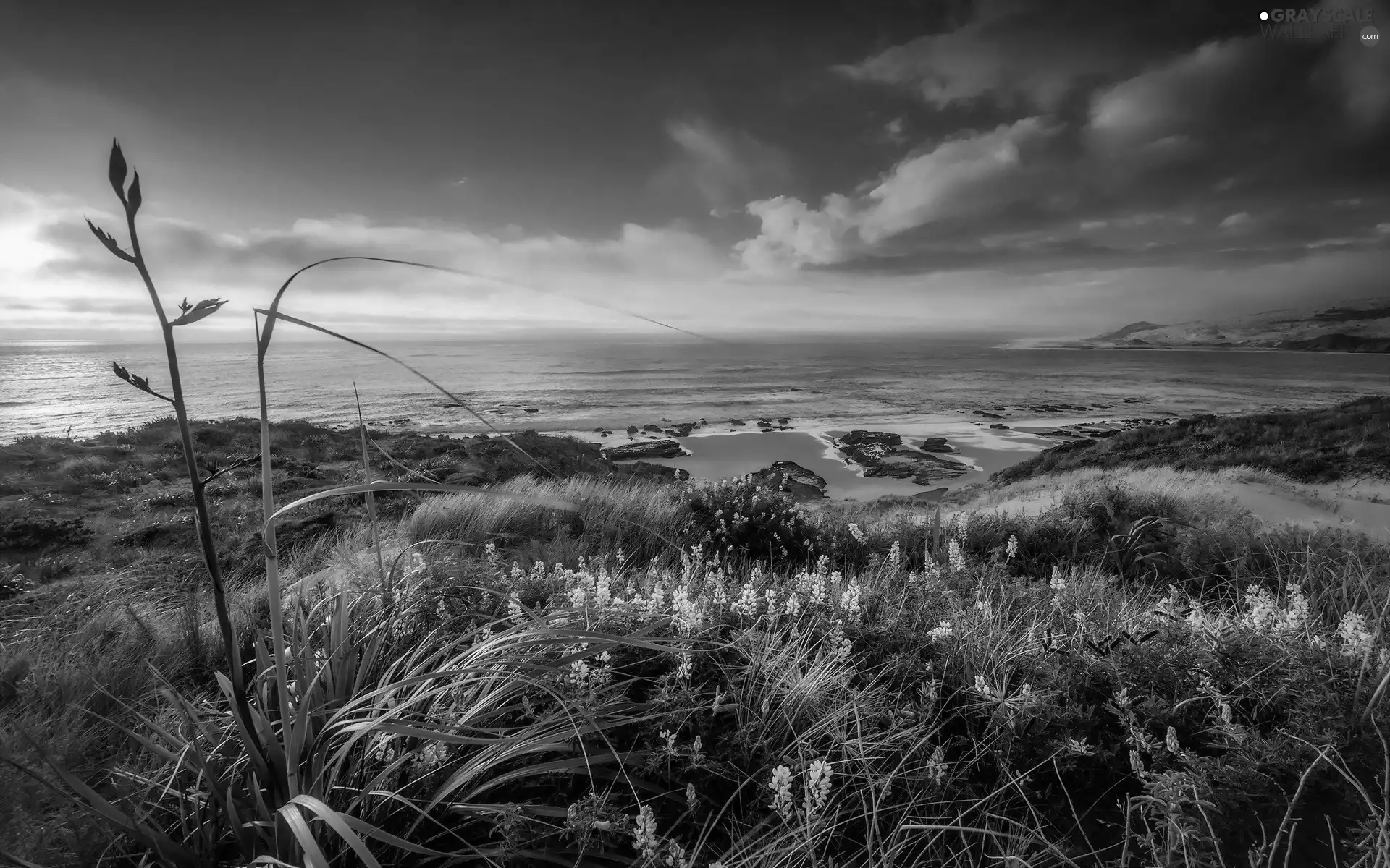 Coast, Flowers, Mountains, grass