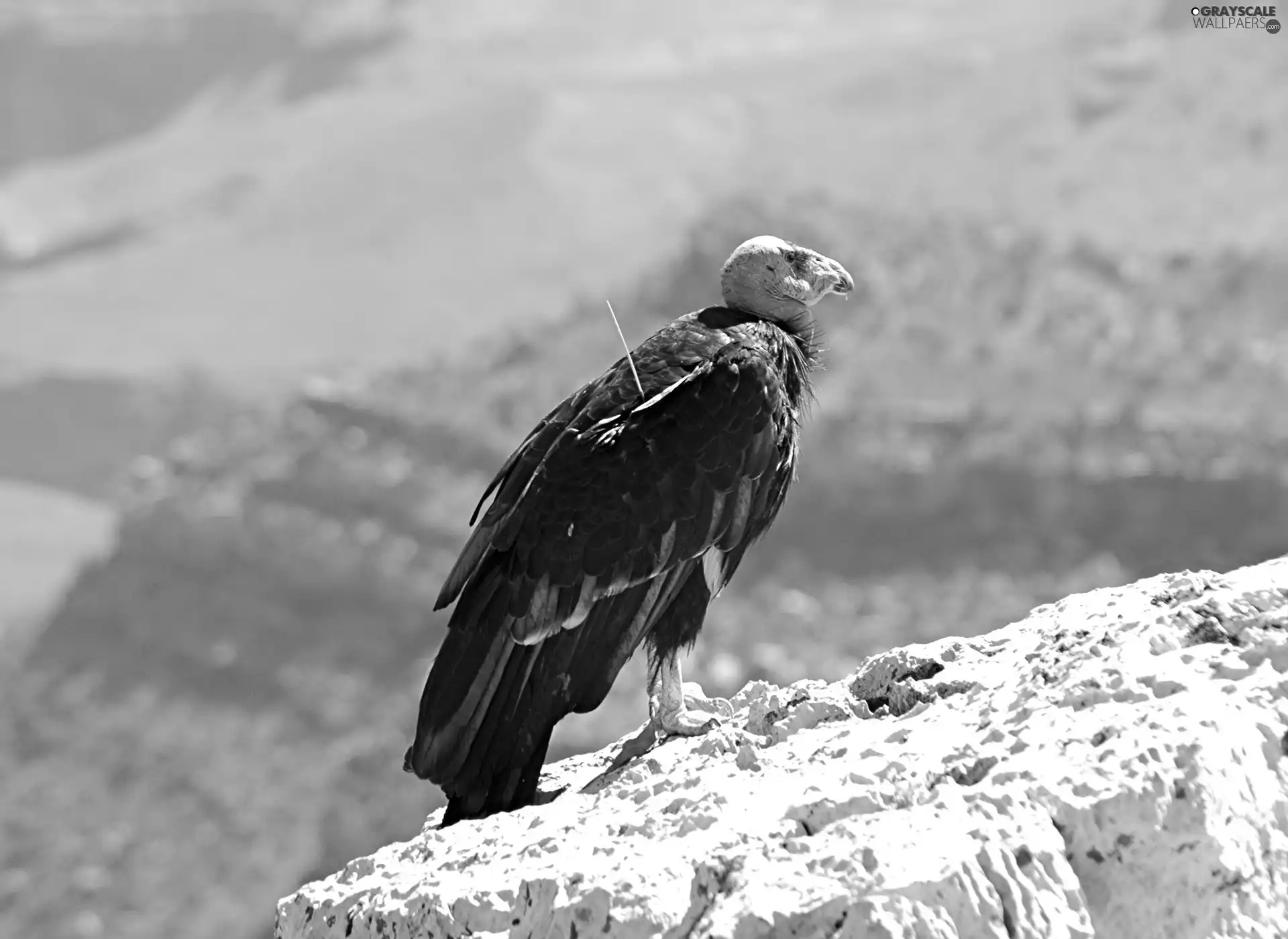 condor, Mountains