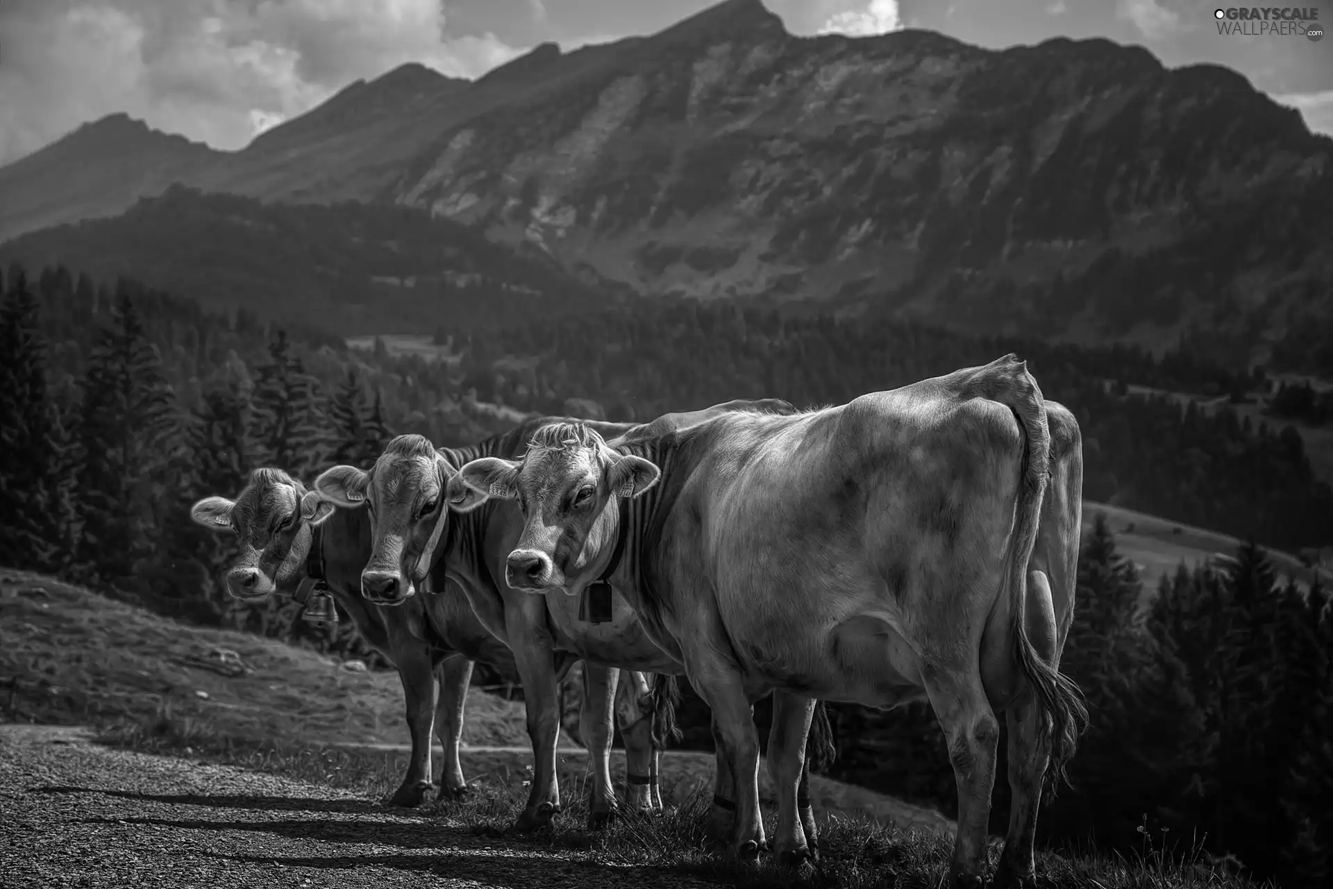 Mountains, Three, Cows