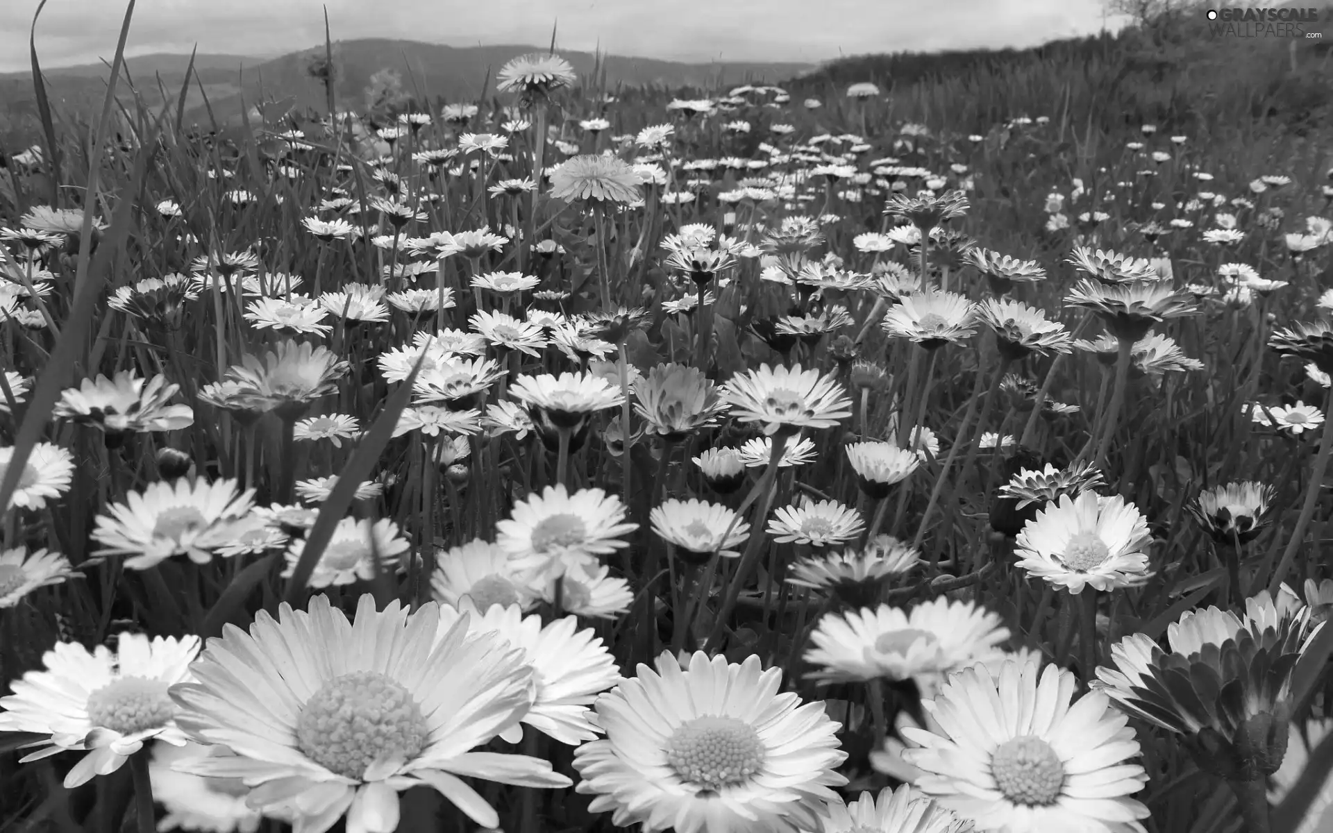 Mountains, Meadow, daisies
