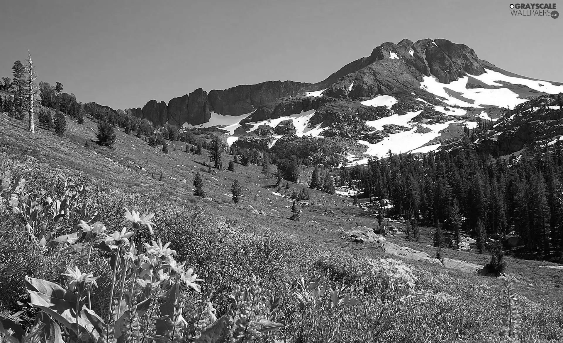 Mountains, Meadow, Flowers