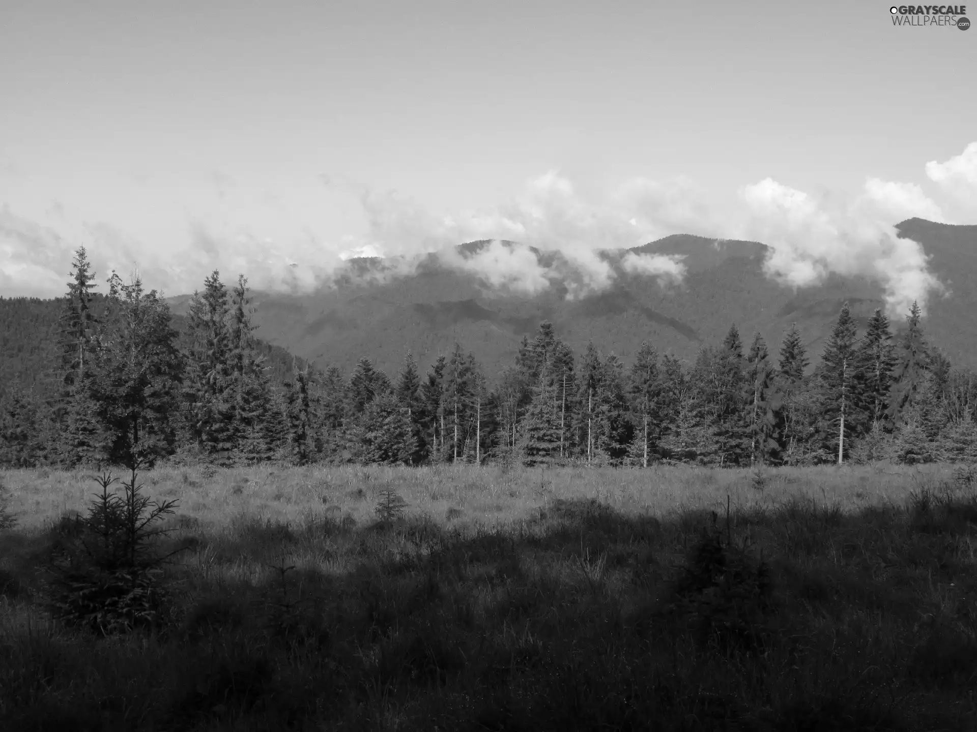 Mountains, clouds, forest