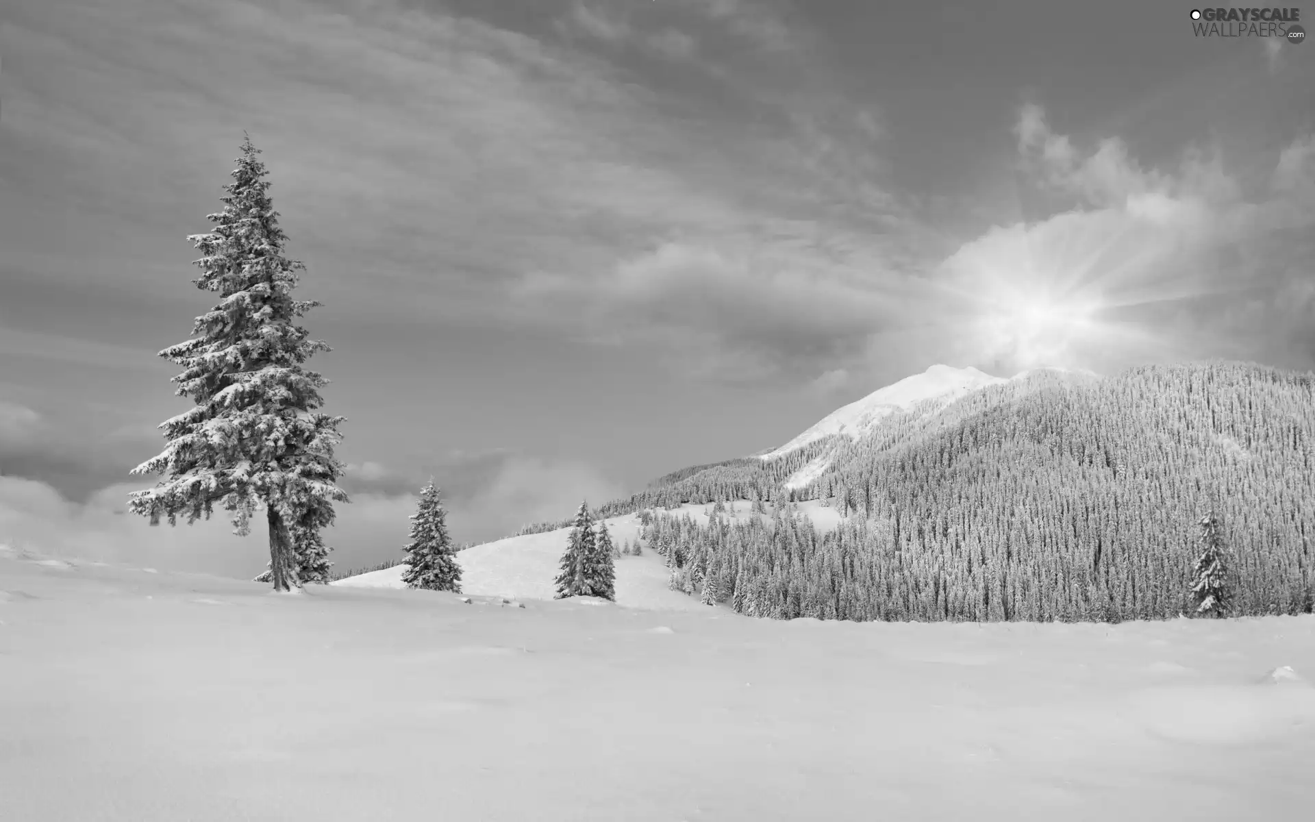 Mountains, winter, forest