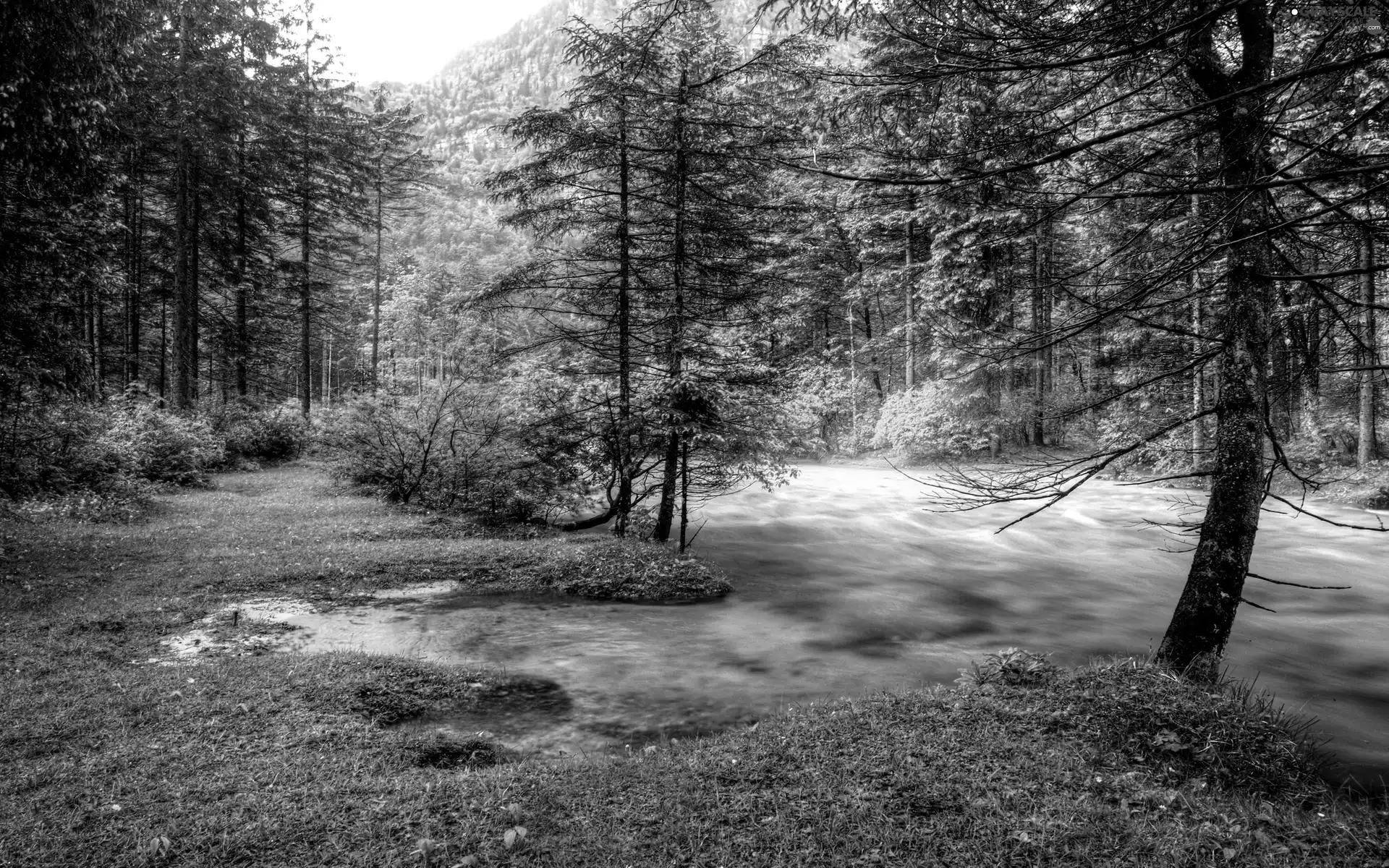 forest, Mountains