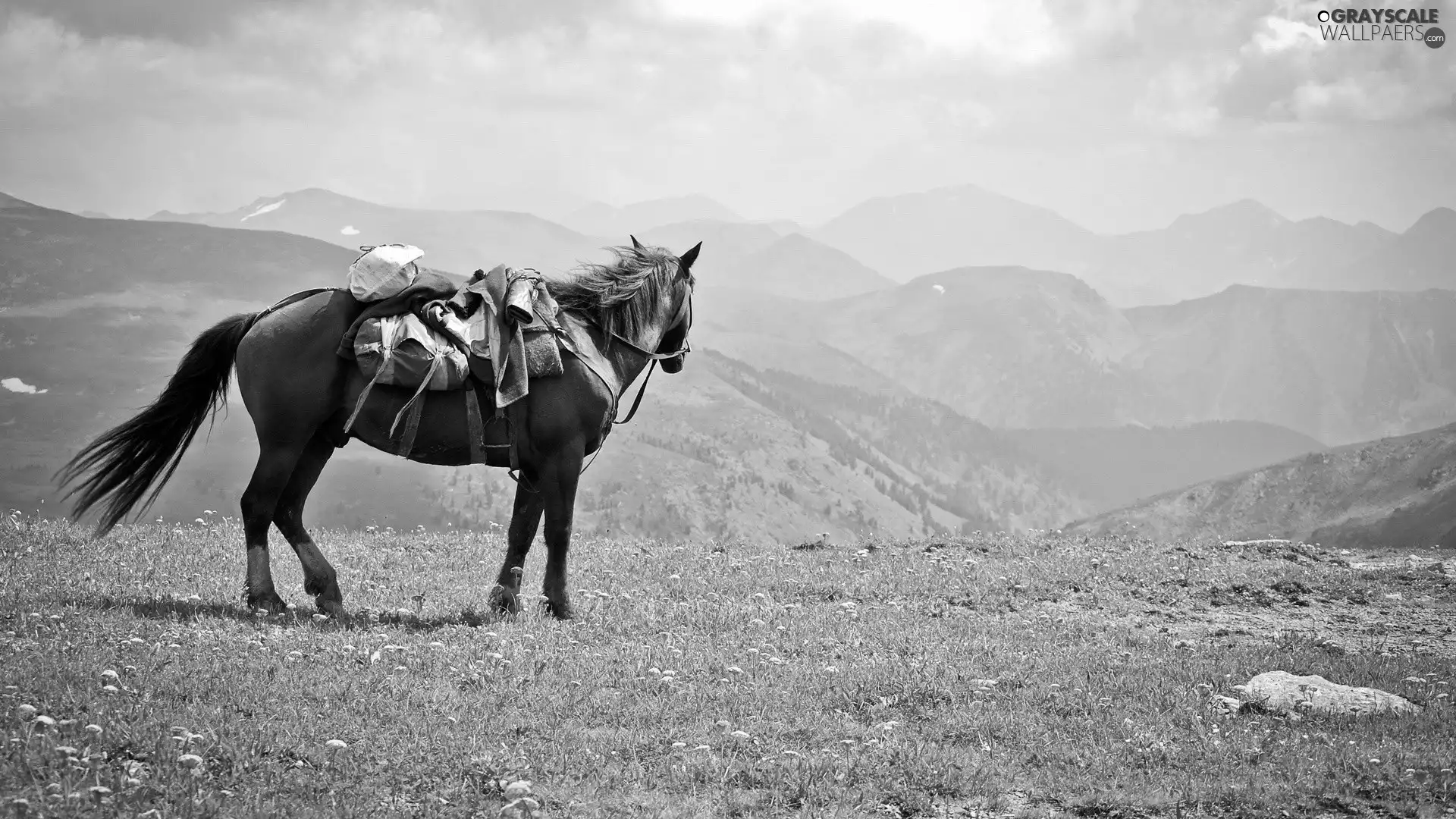 Horse, Mountains