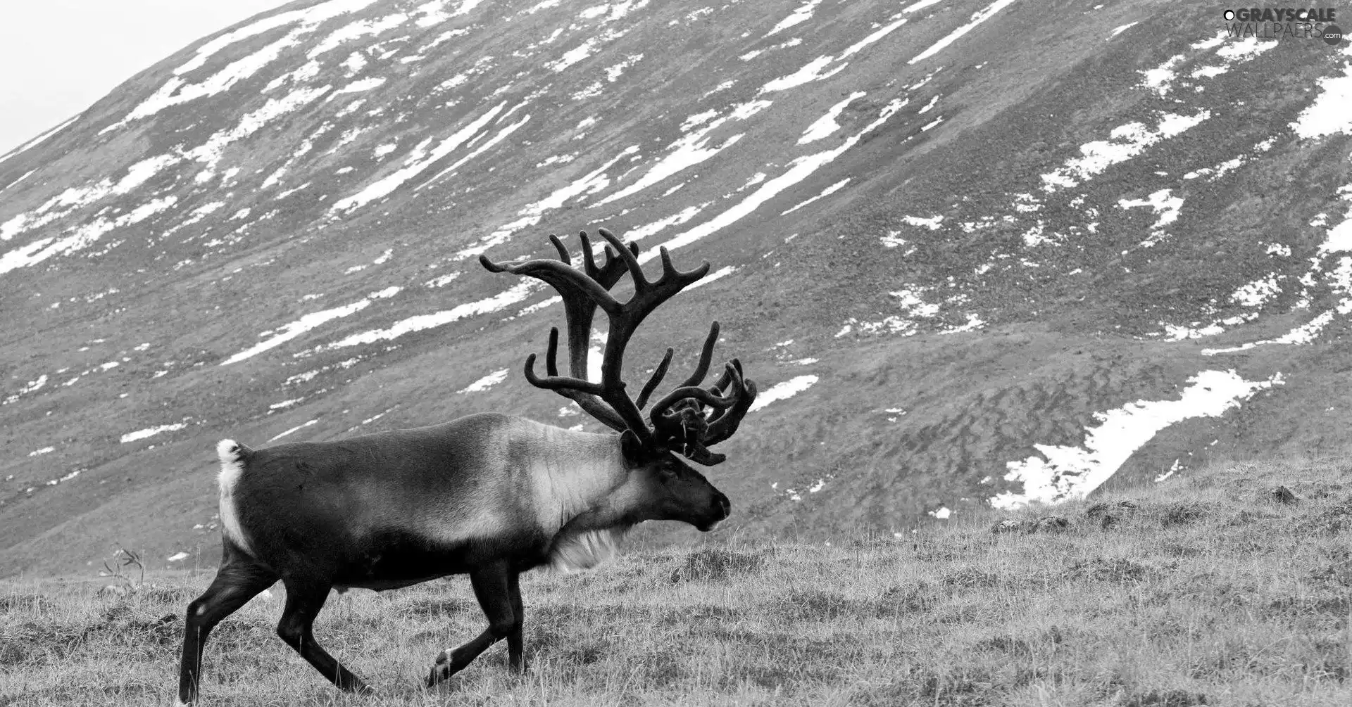 Karibu, Meadow, mountains, antlers