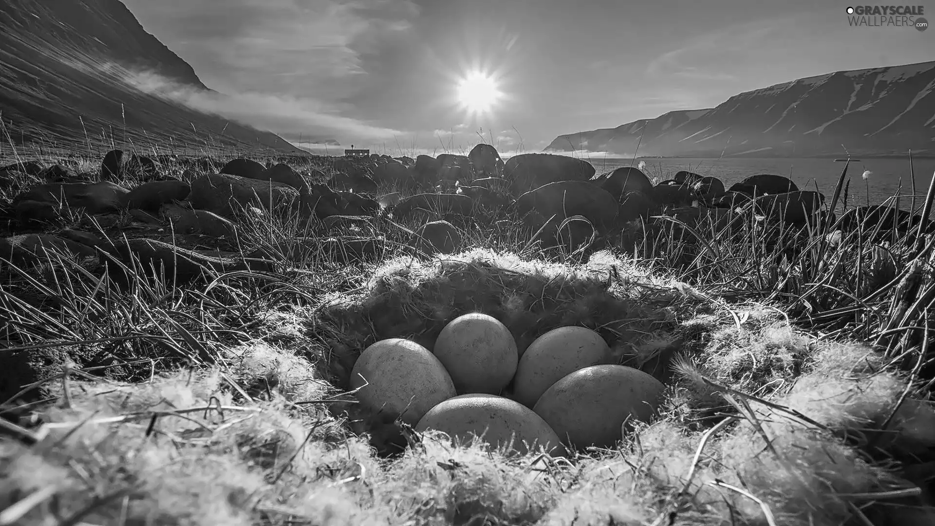 Mountains, lake, pen, eggs, nest