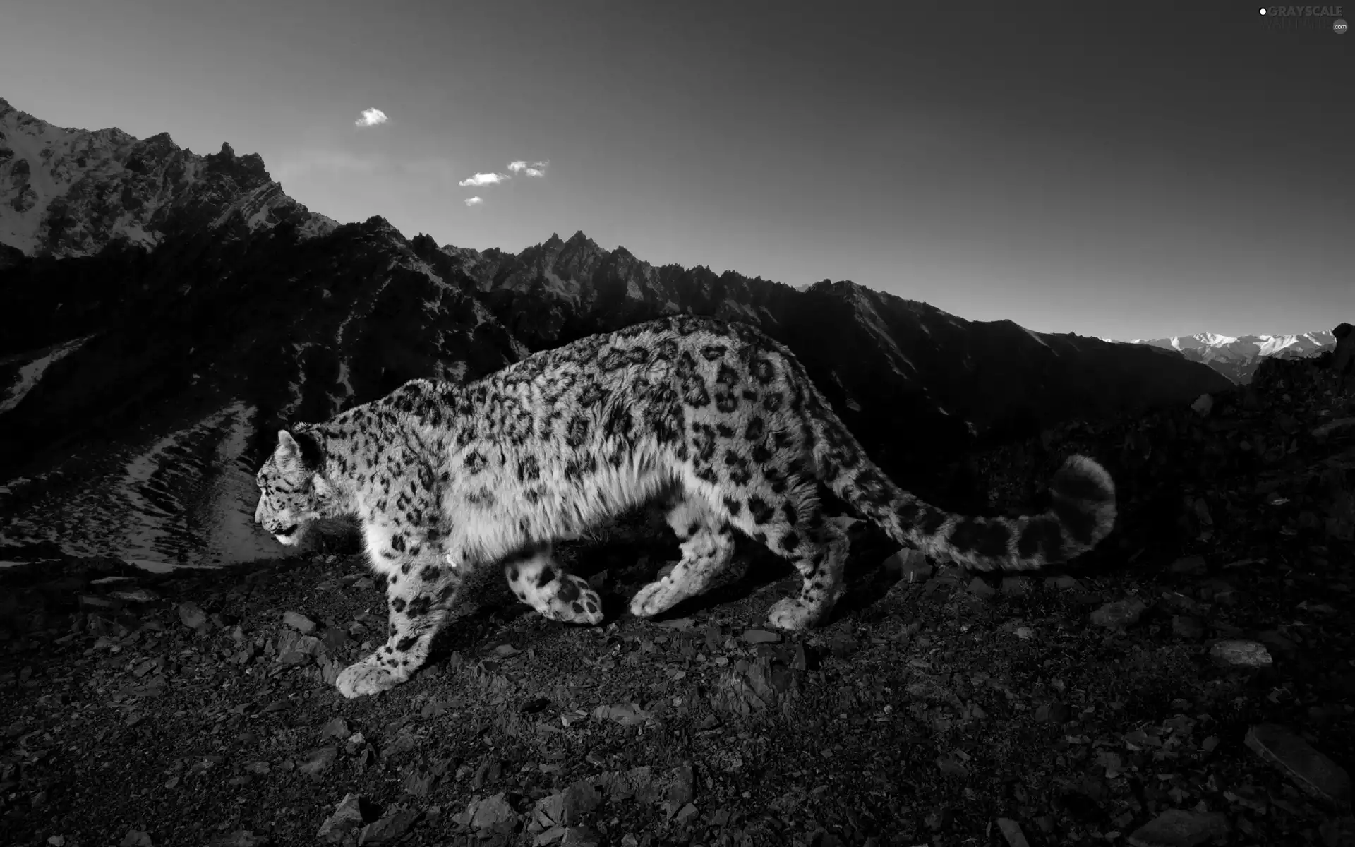 Leopards, Mountains