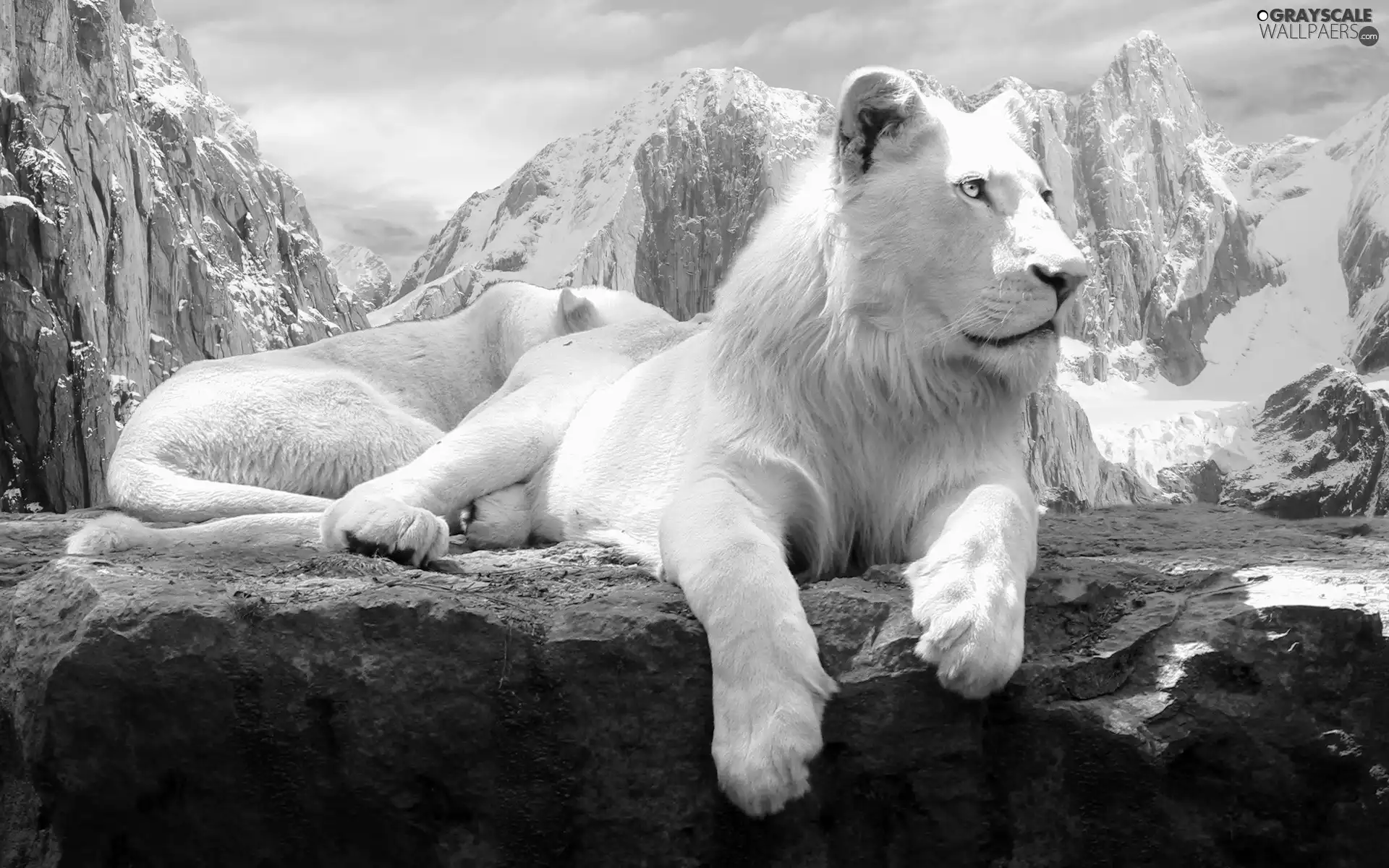 Lion, Stone, Mountains, Albinos