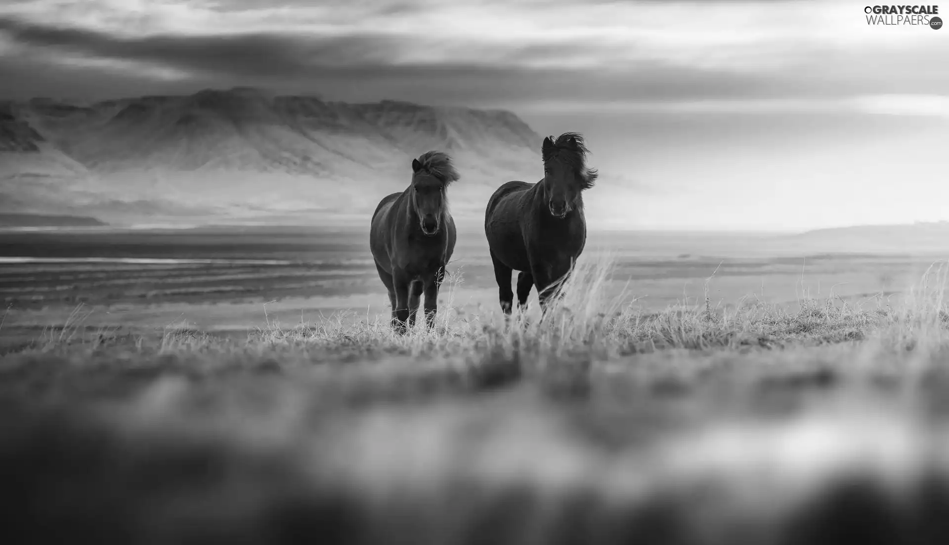 Mountains, bloodstock, Meadow