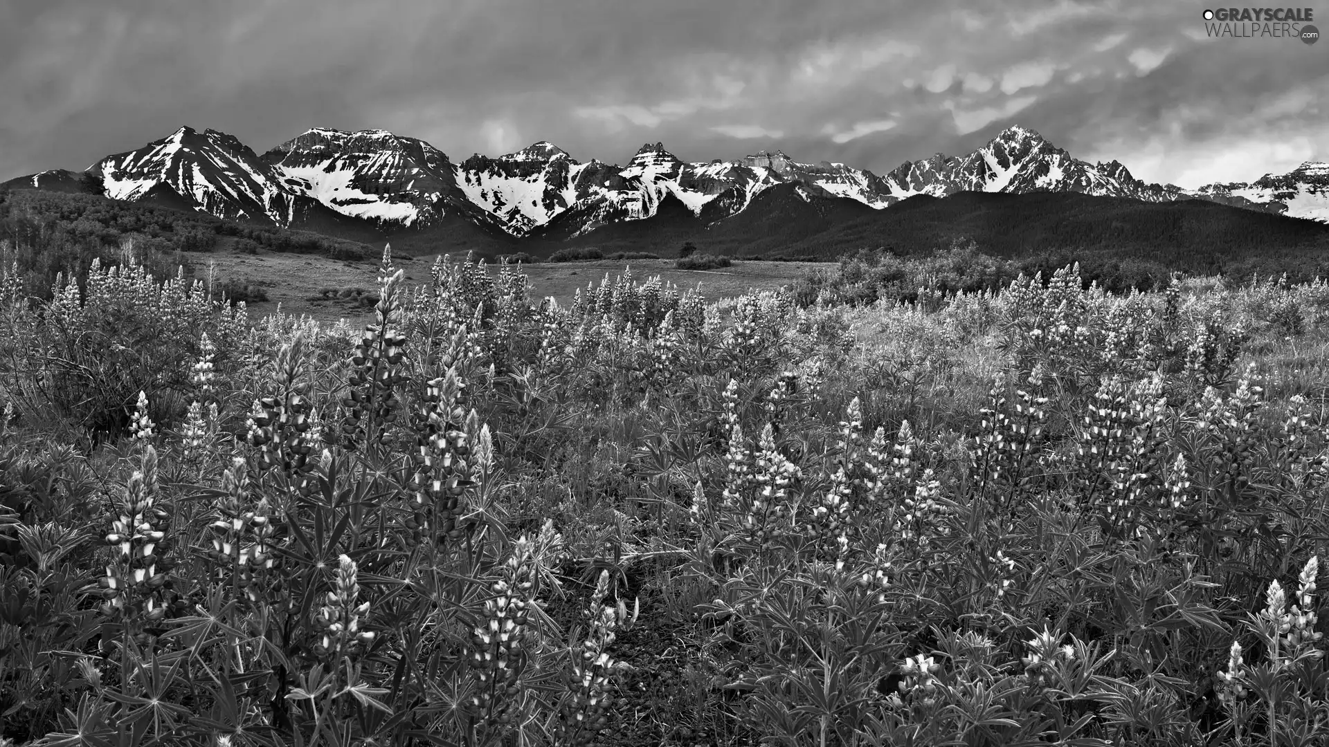 Meadow, lupine, Mountains, Flowers