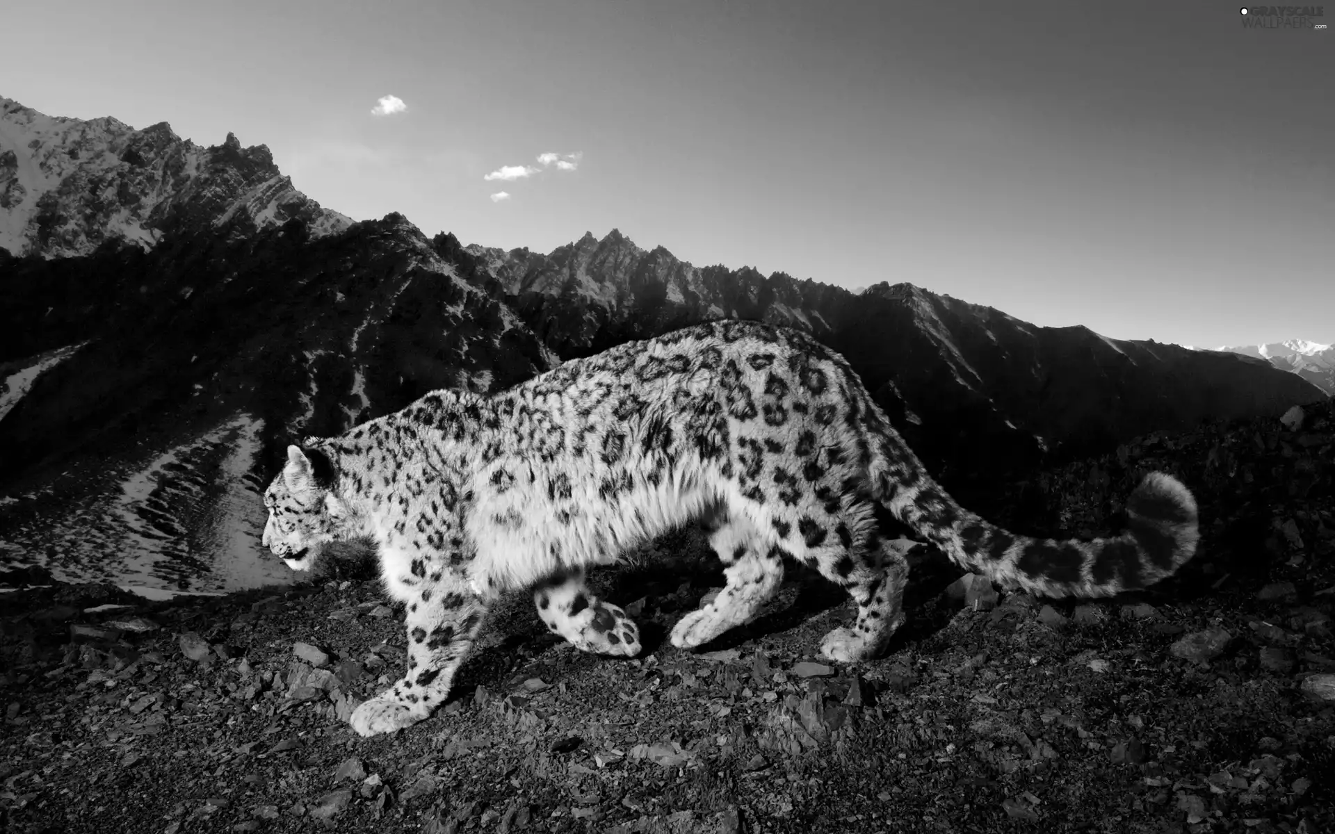 Mountains, Panther, snow