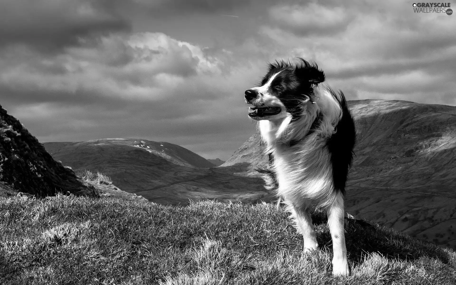 Mountains, dog, pastoral