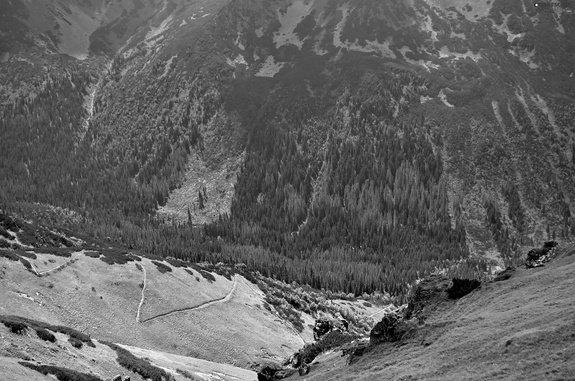 Poland, slope, Mountains, carpathians