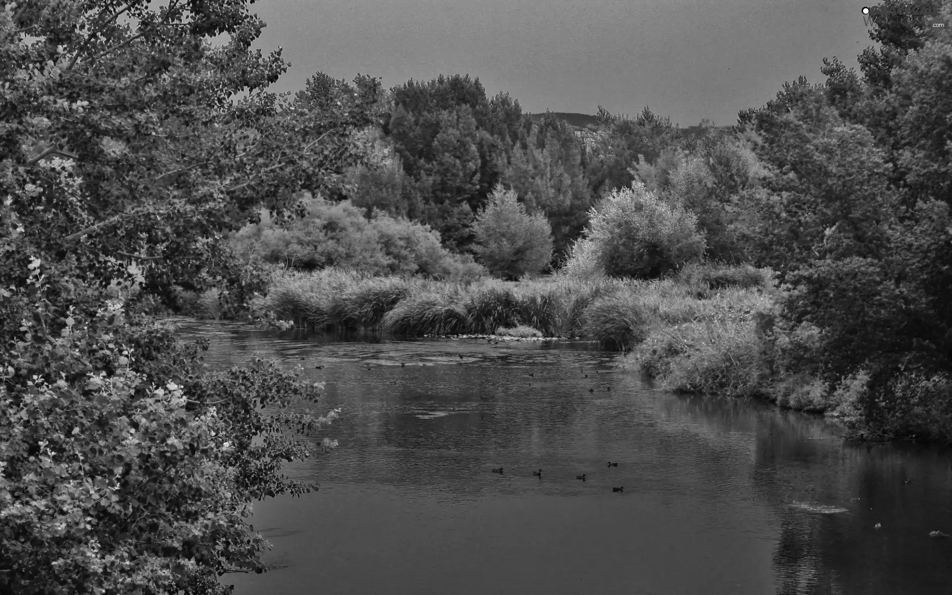 River, forest, Mountains, ducks