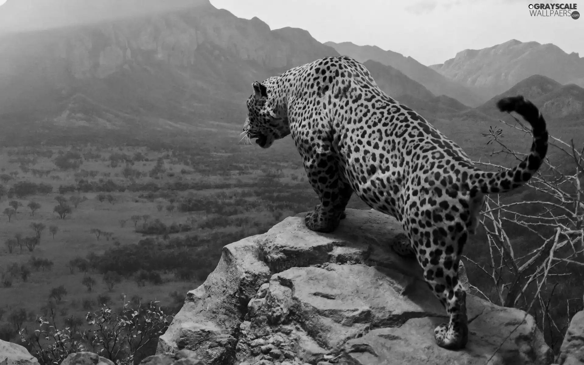 Mountains, Leopards, Rocks