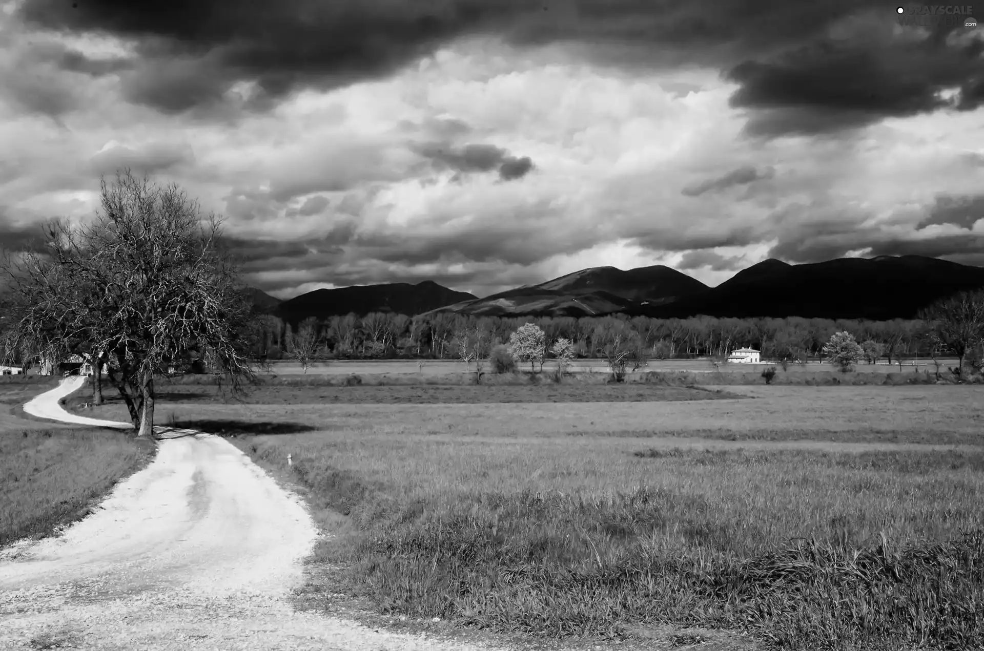 trees, Way, Mountains, Sky, viewes, Field