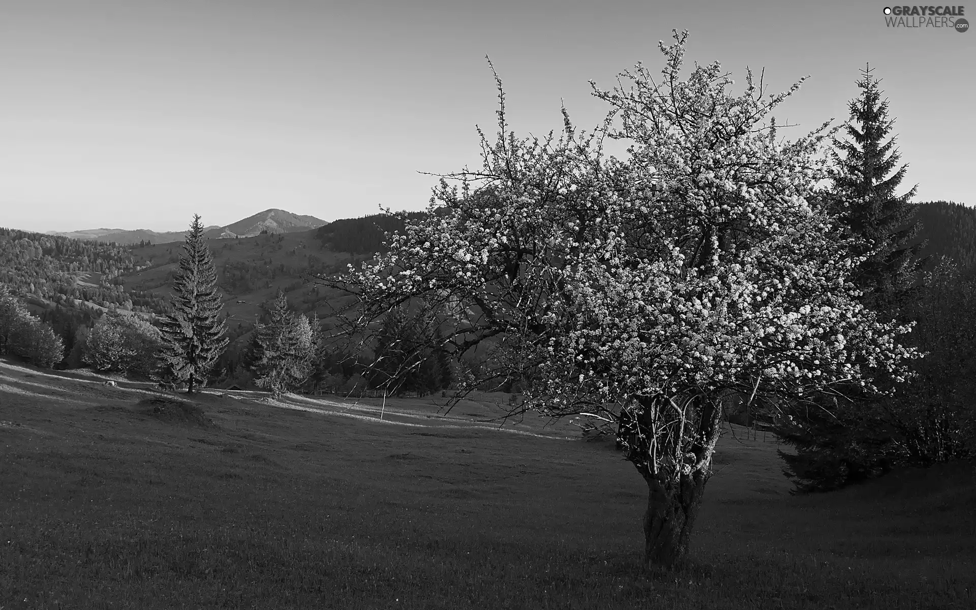 Meadow, flourishing, Mountains, Spring, woods, trees