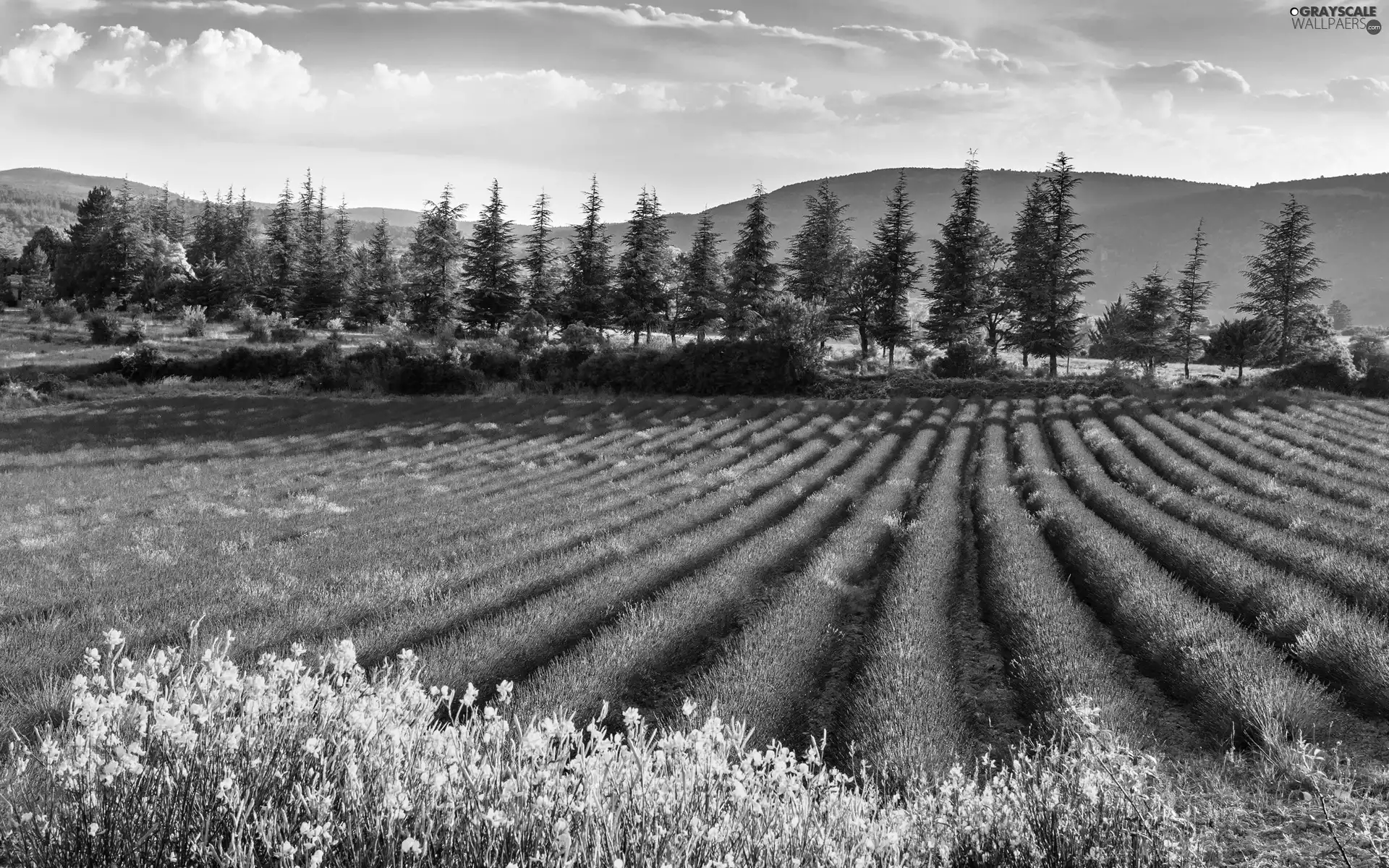 Mountains, summer, lavender, woods, Field