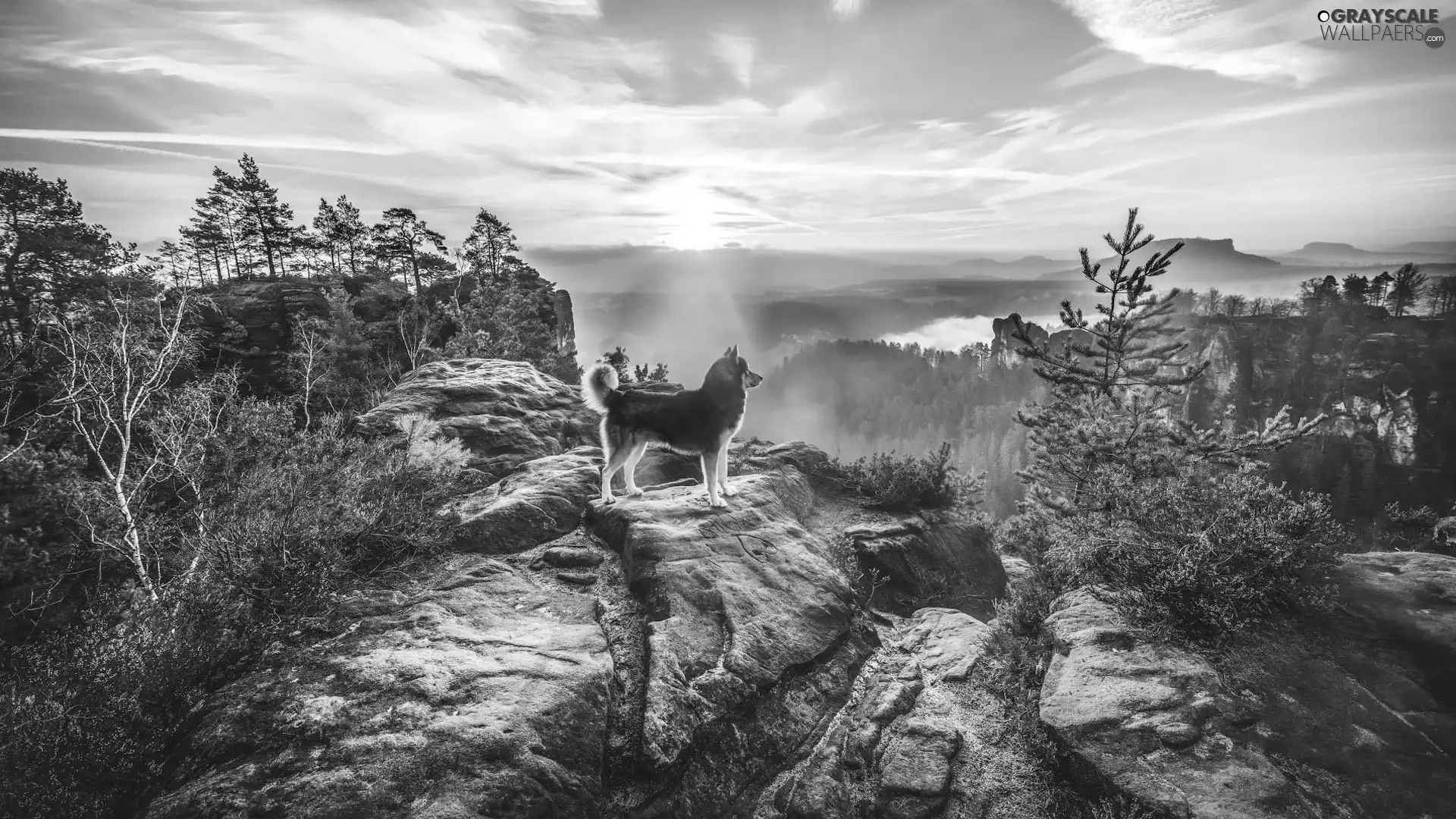 Mountains, dog, trees, viewes, rays of the Sun, rocks
