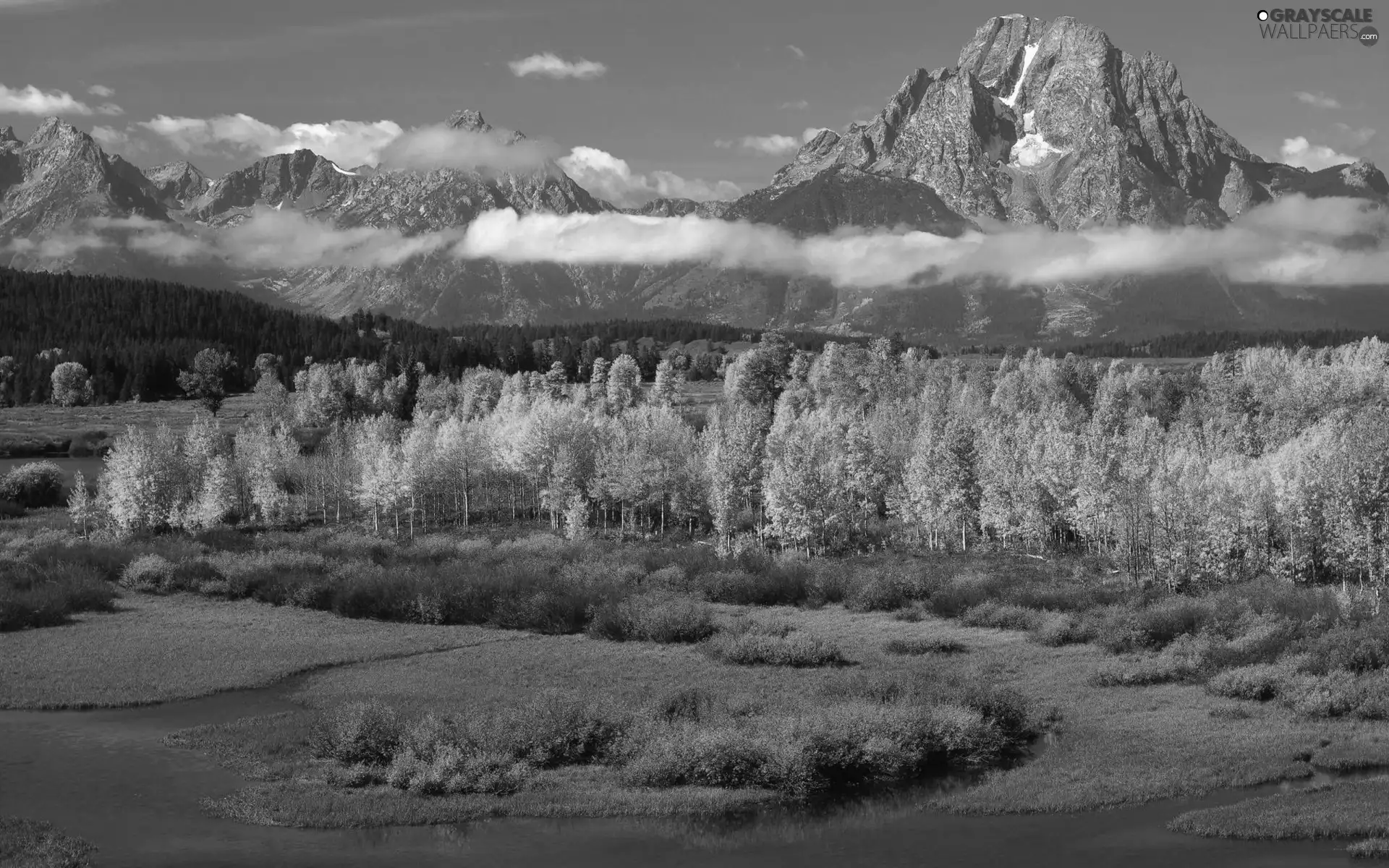 trees, Backwaters, Mountains, viewes