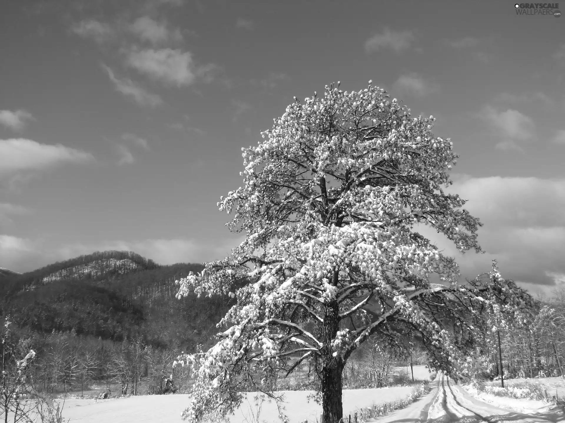 Mountains, snow, trees