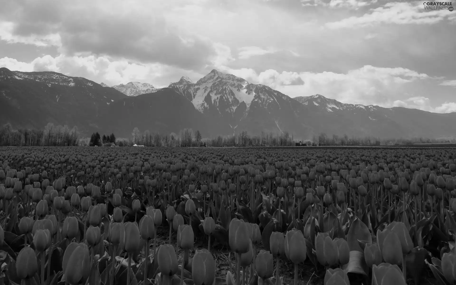 Mountains, Red, Tulips