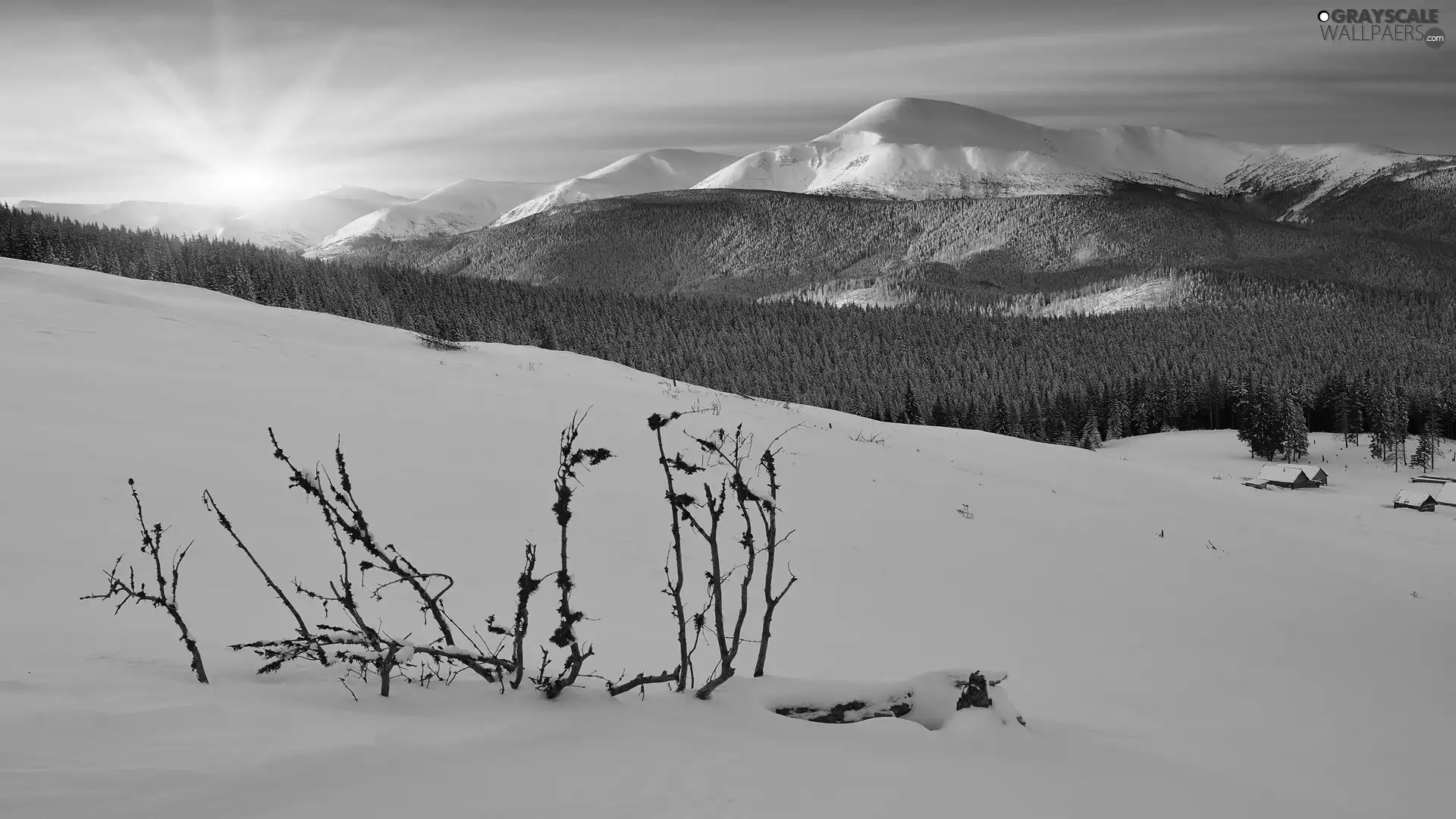 winter, Sunrise, Carpathian Mountains, forest, Ukraine