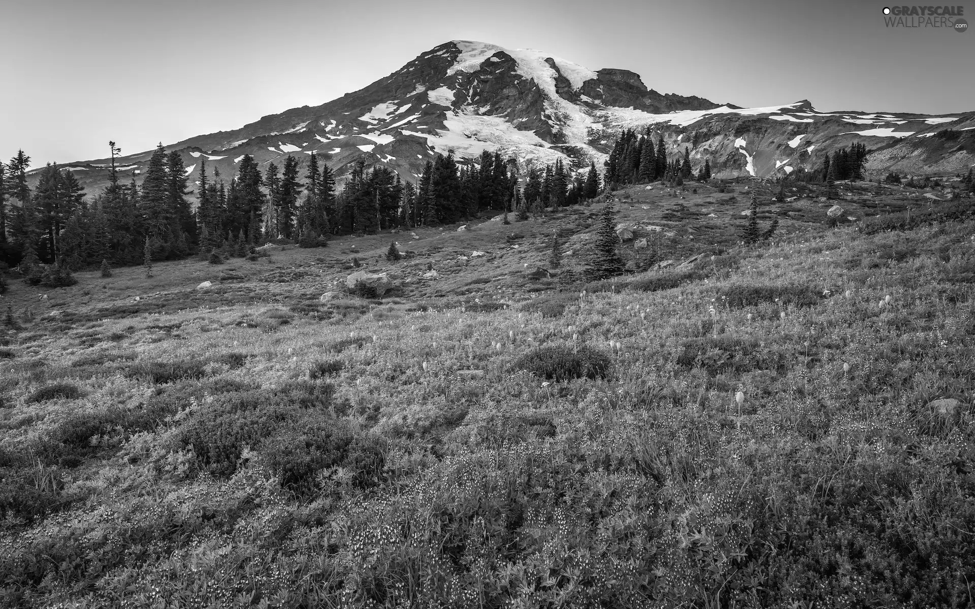 lupine, Snowy, viewes, Washington State, Meadow, Mountains, trees, The United States, Mount Rainier National Park, Flowers