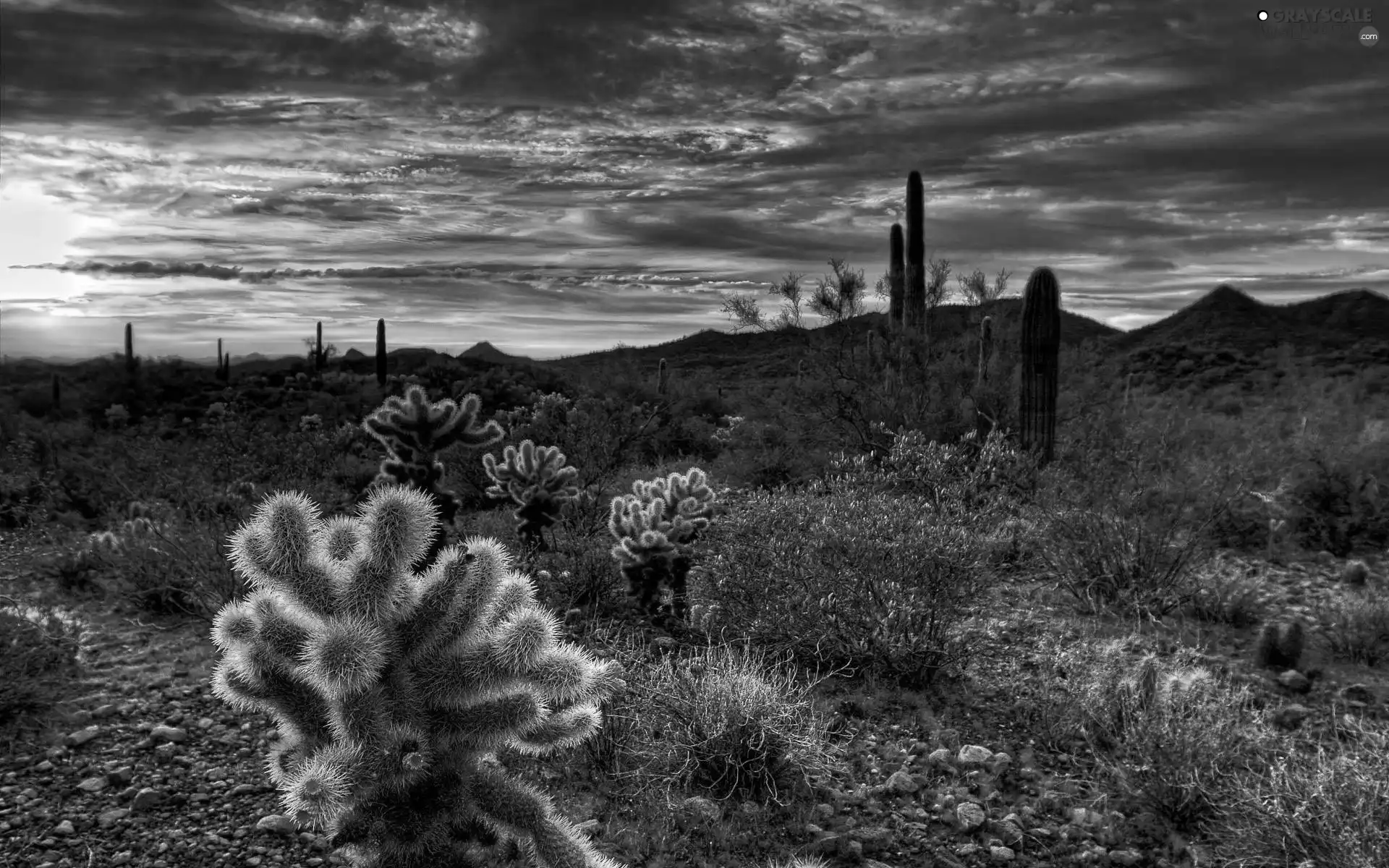 west, Cactus, Mountains, sun