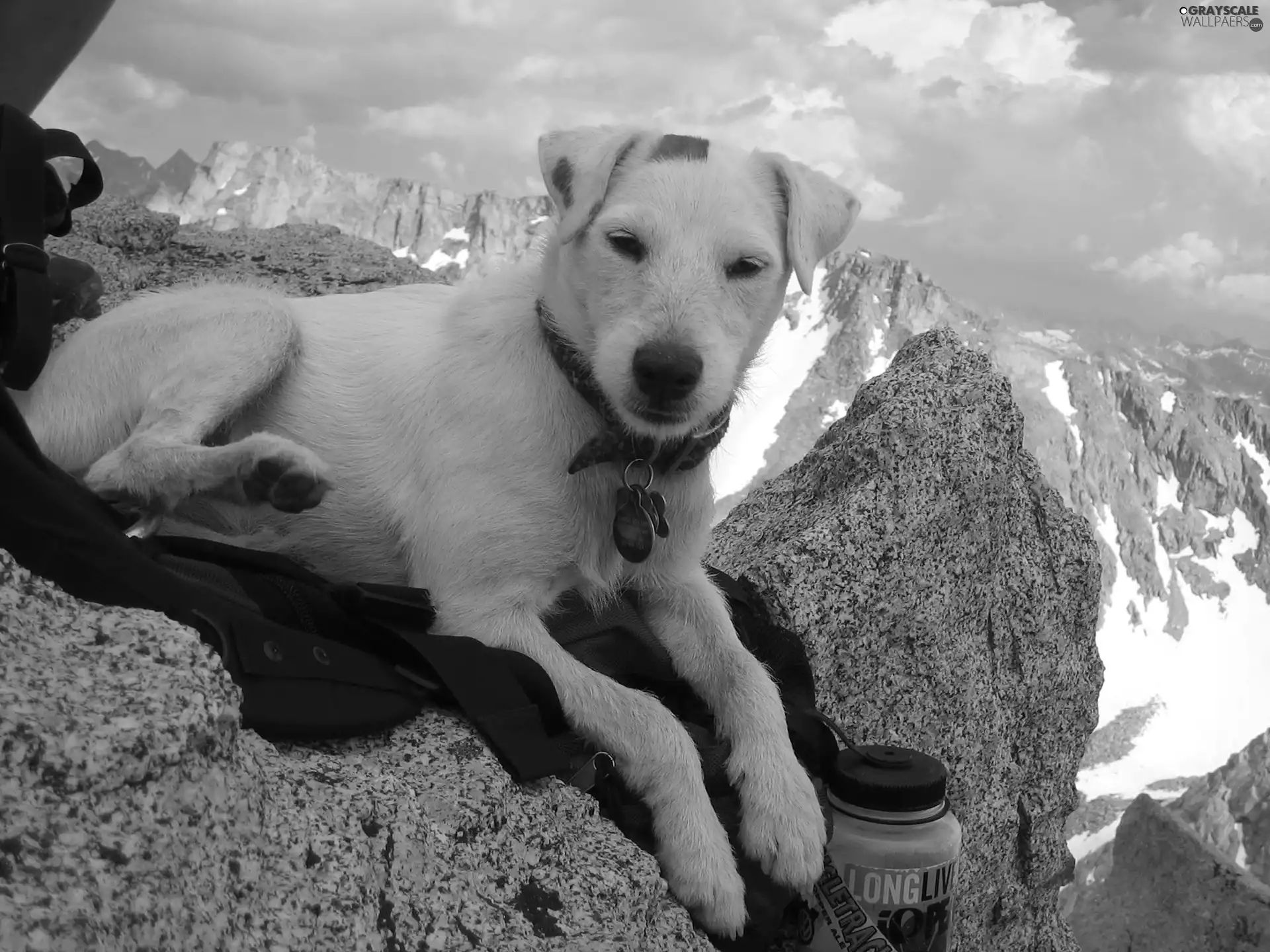 White, Pendant, Mountains, doggy