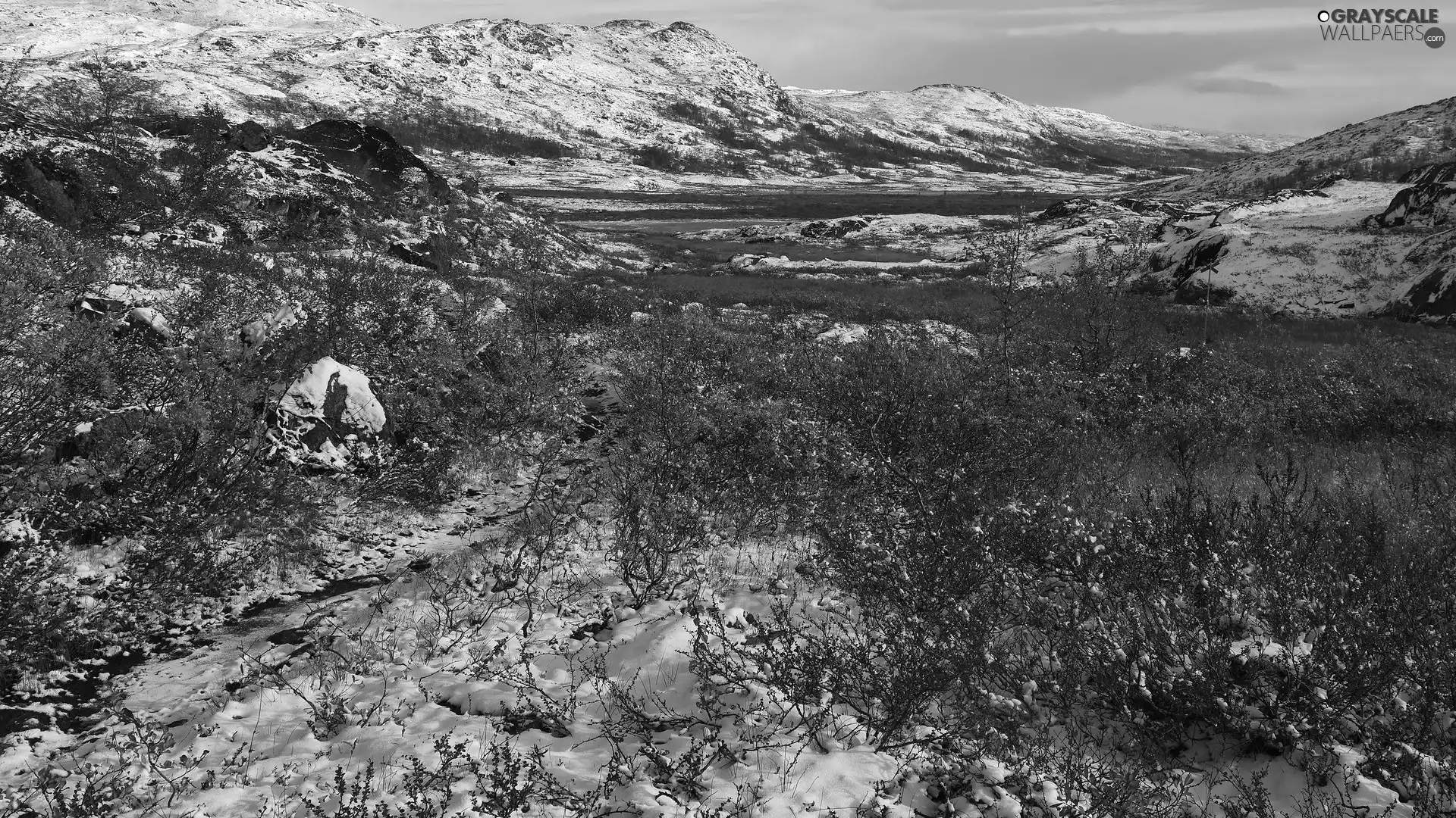winter, Bush, snow, Mountains
