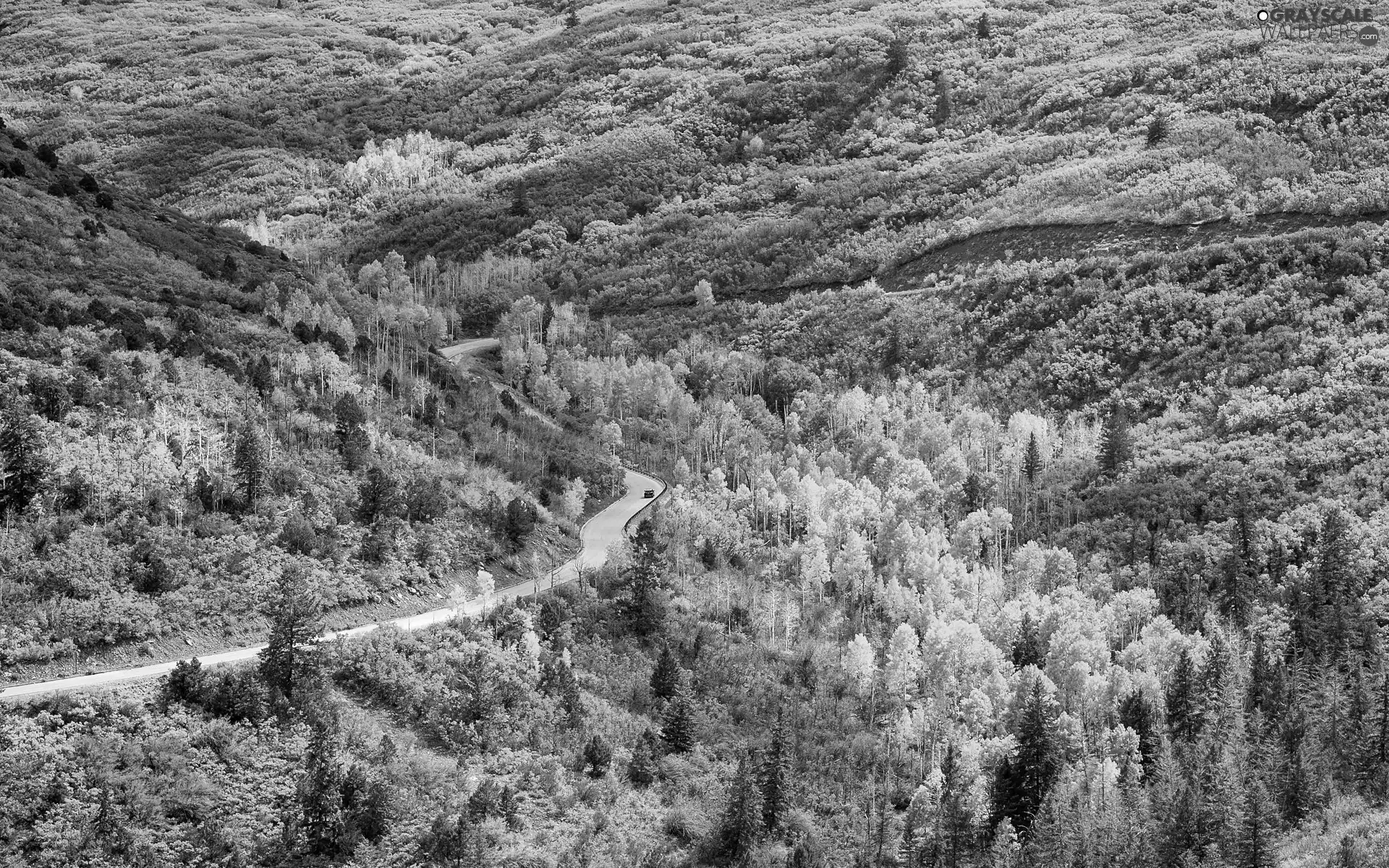 trees, autumn, Way, Mountains, viewes, Yellowed