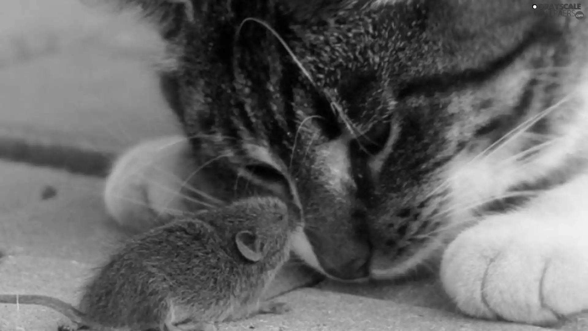 kitten, mouse
