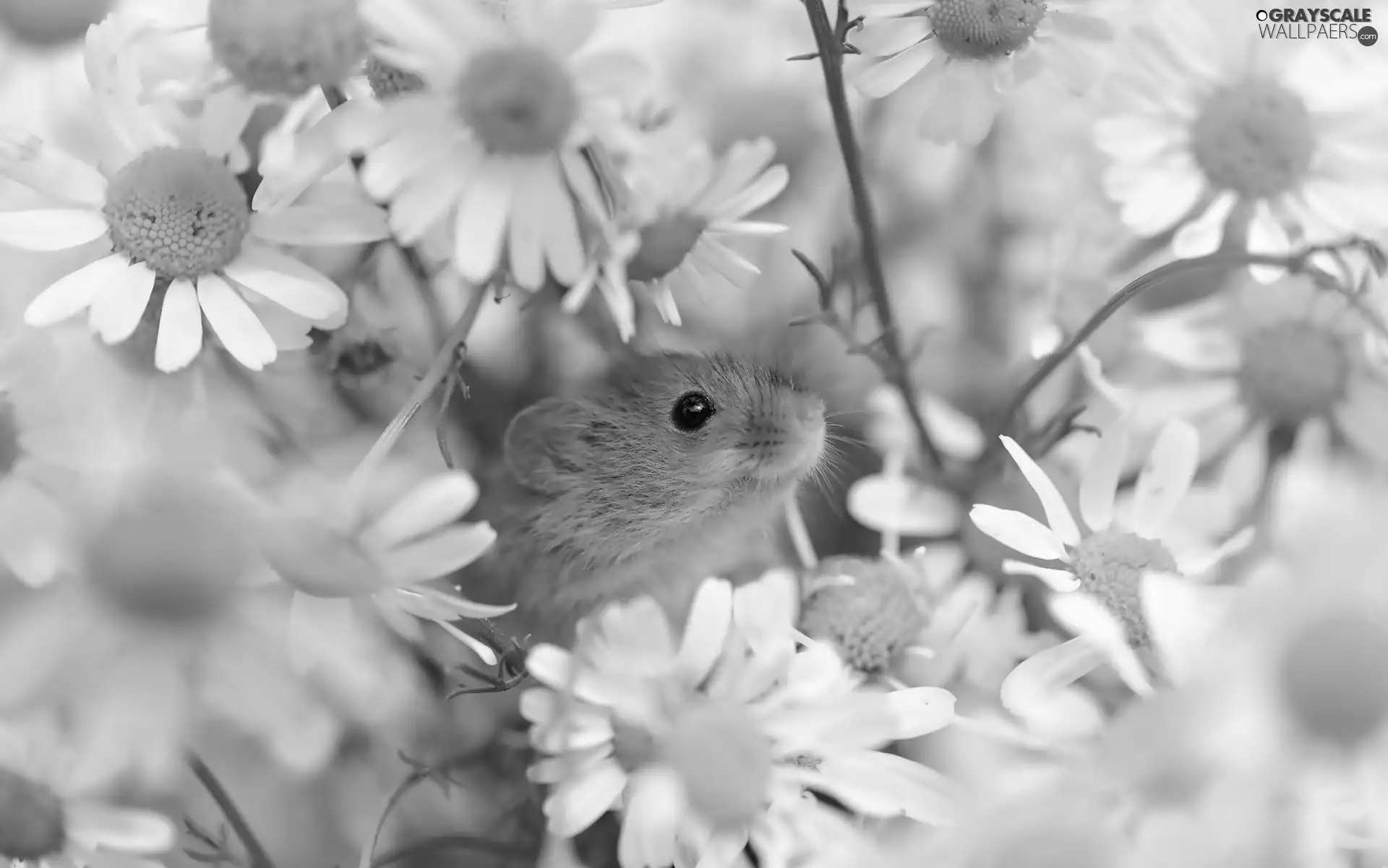 Flowers, Little one, mouse