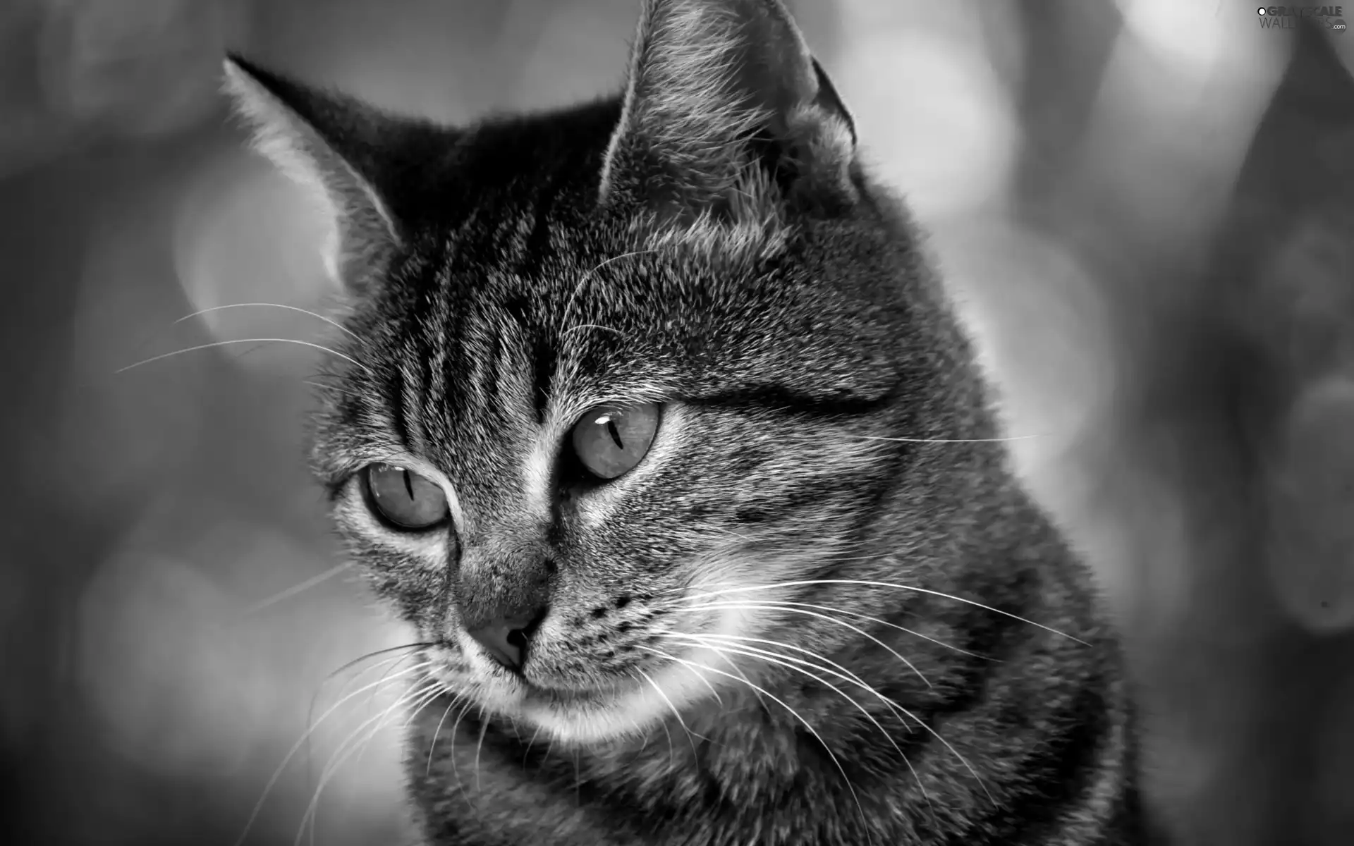 moustache, cat, Eyes